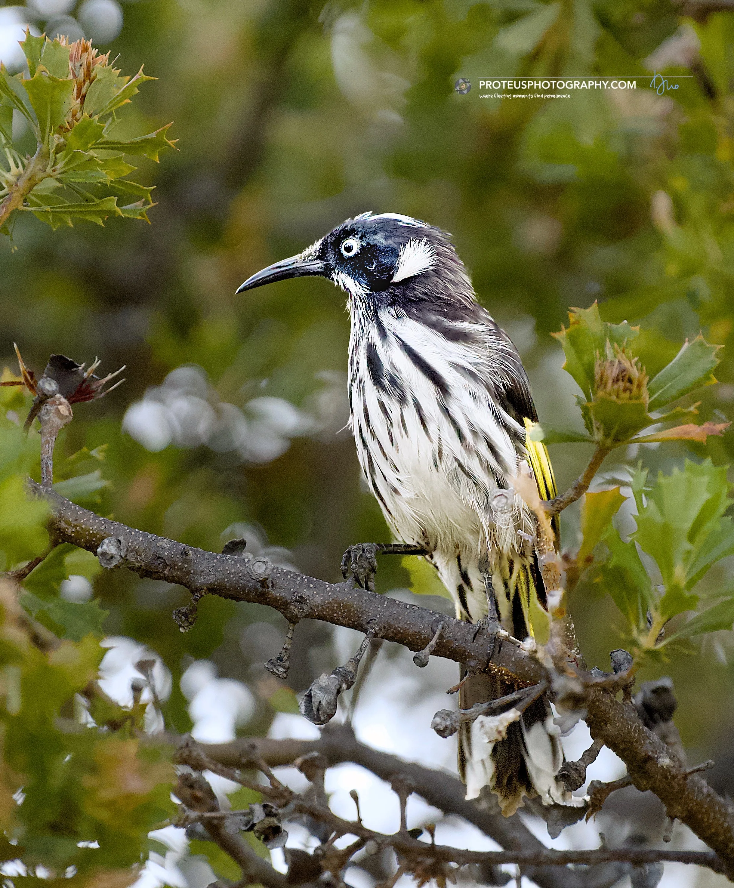 new holland honeyeater (ohylidonyris novaehollandiae)
