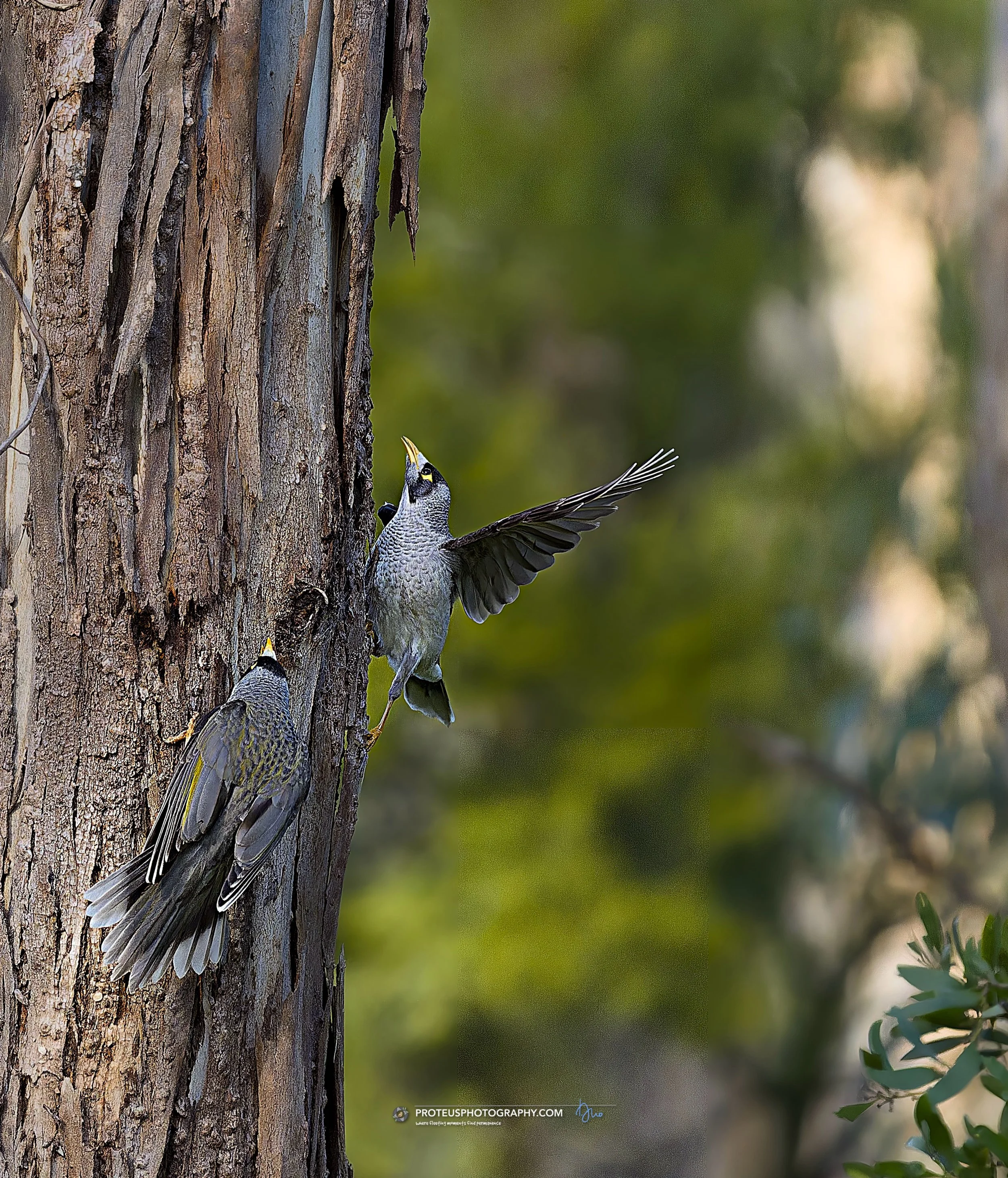 noisy miners excited