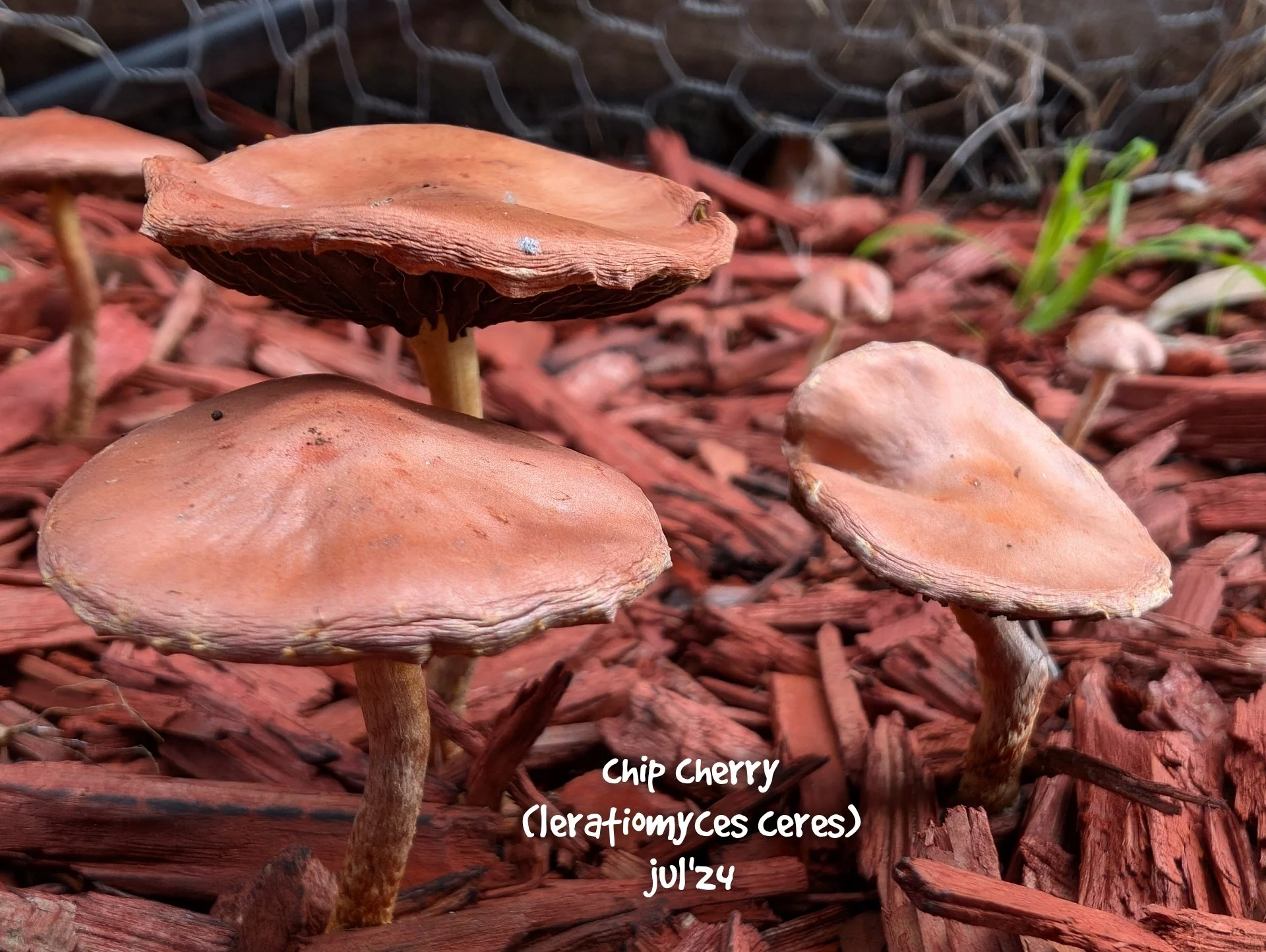 Chip cherry (Leratiomyces ceres)