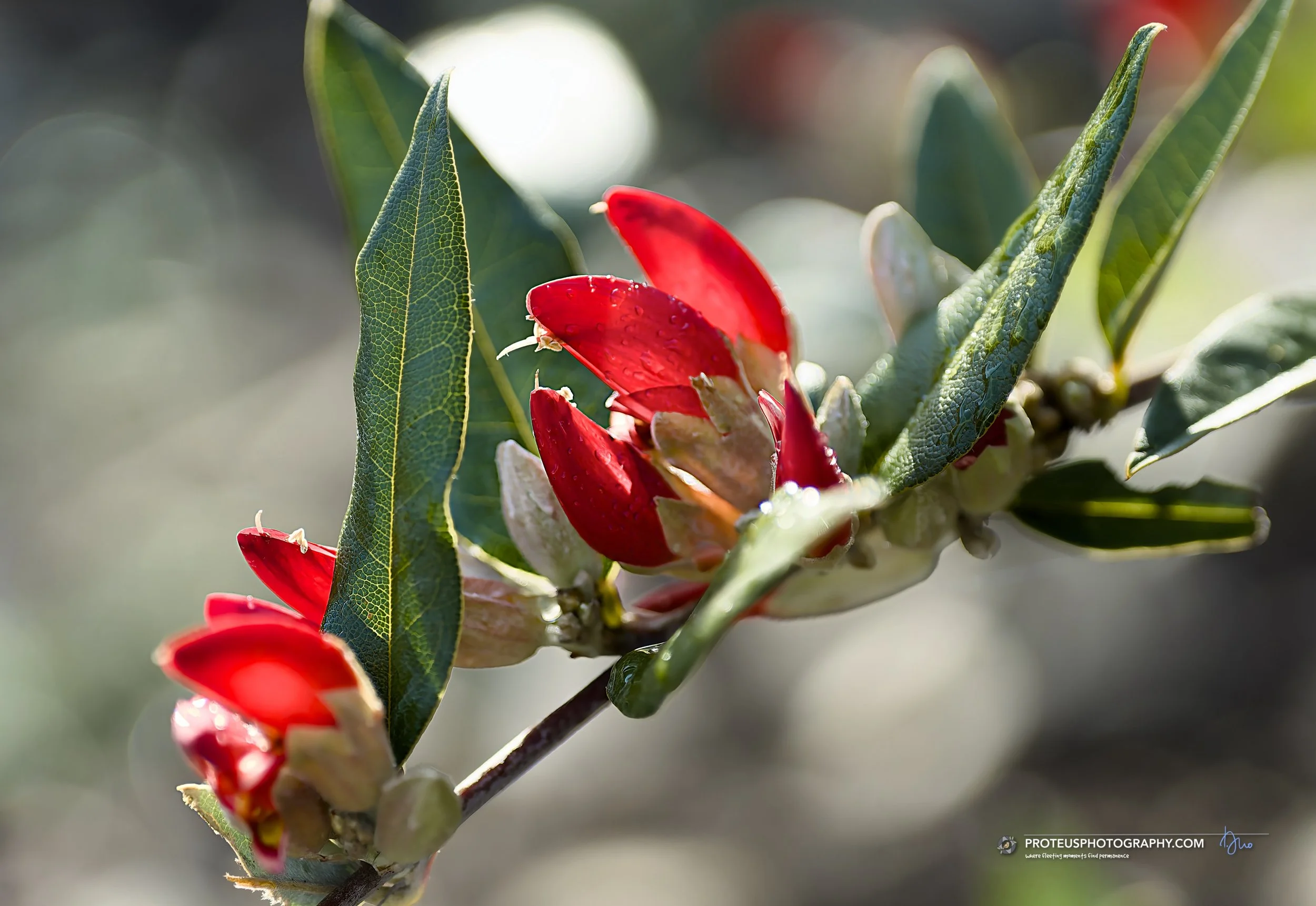 swan river pea (gastrolobium celsianum), an Australian native plant known for its vibrant red pea-shaped flowers.
