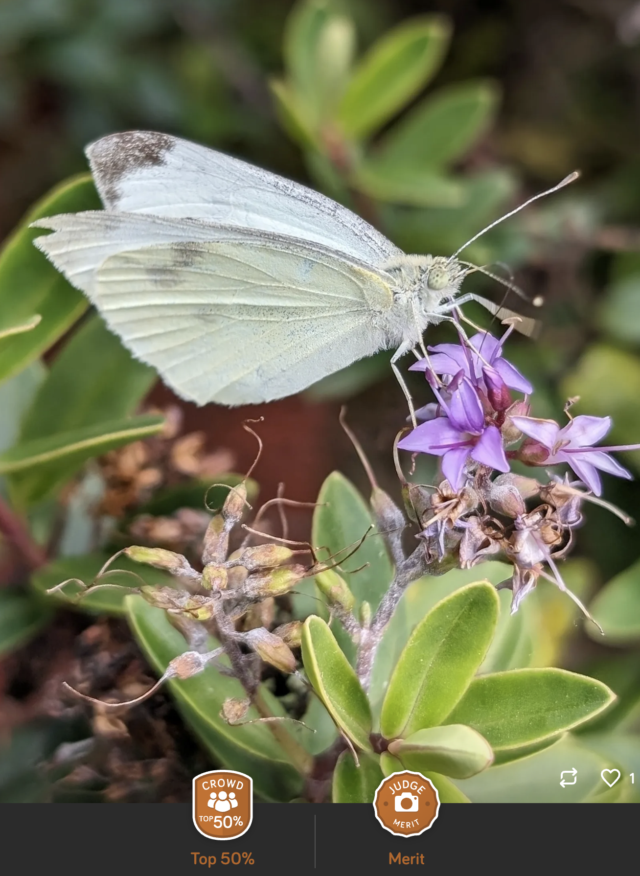 butterfly on flower