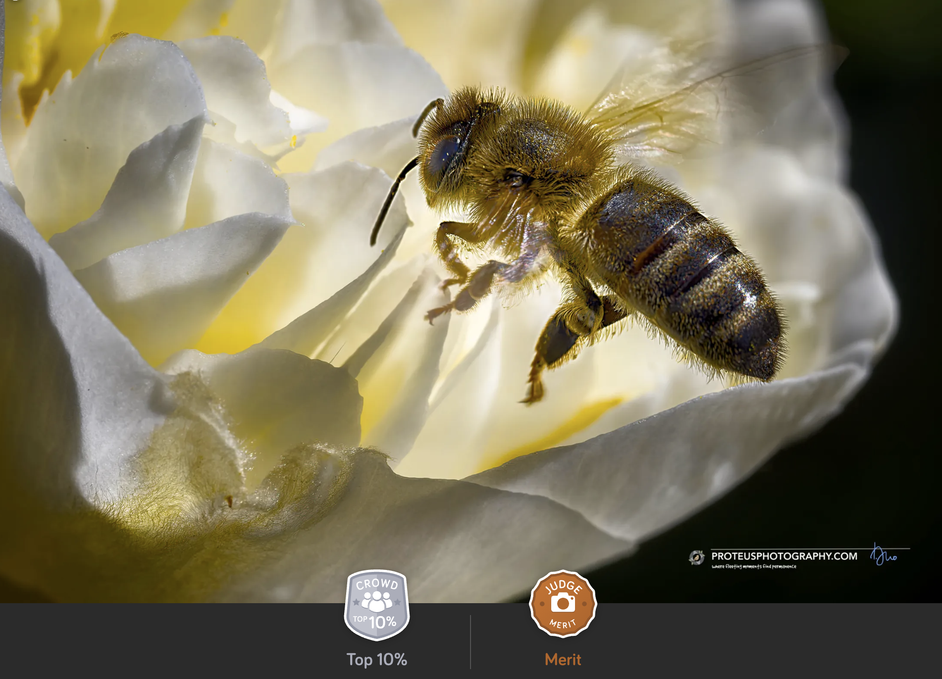 bee in flower