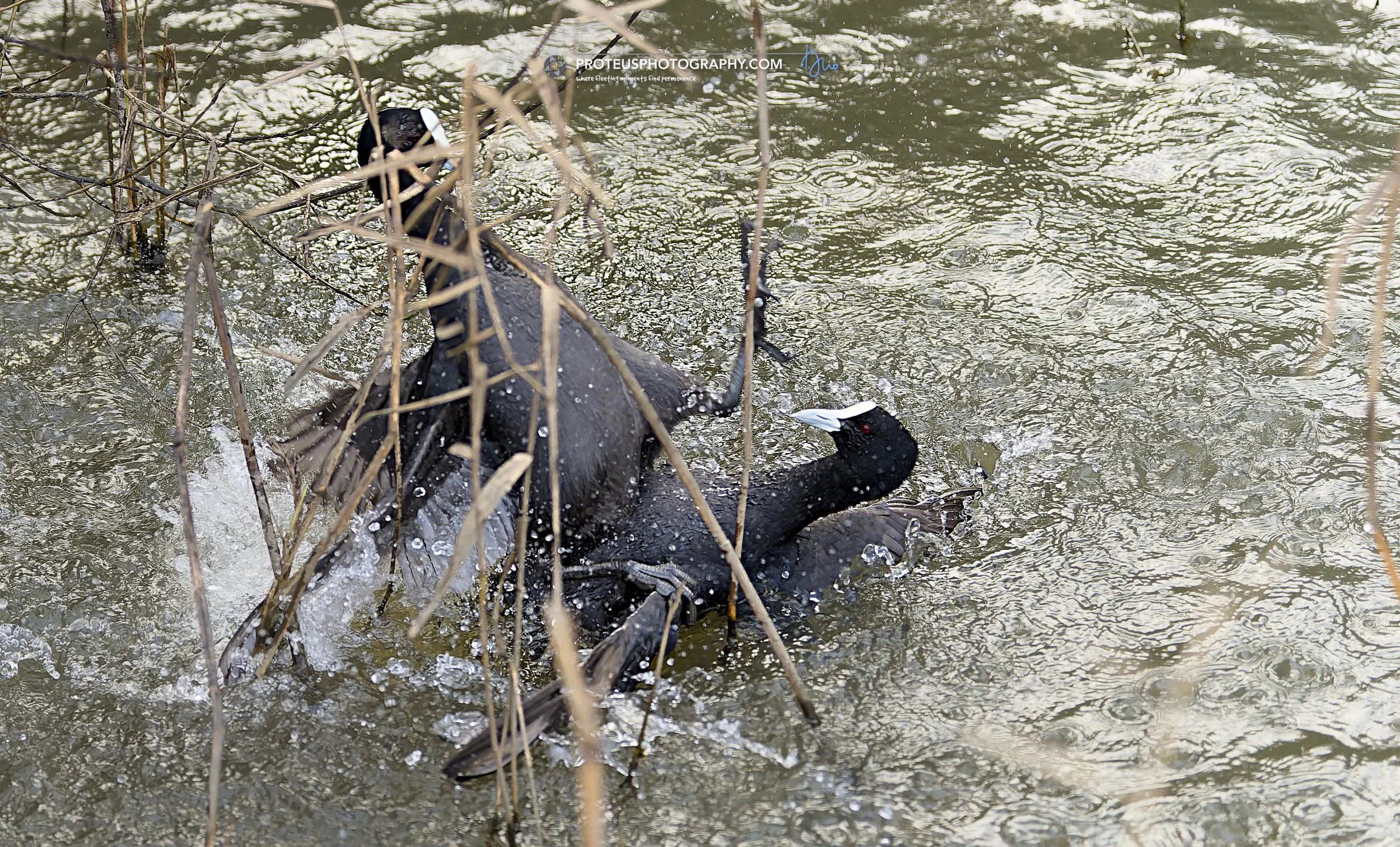 Eurasian coot (Fulica atra)