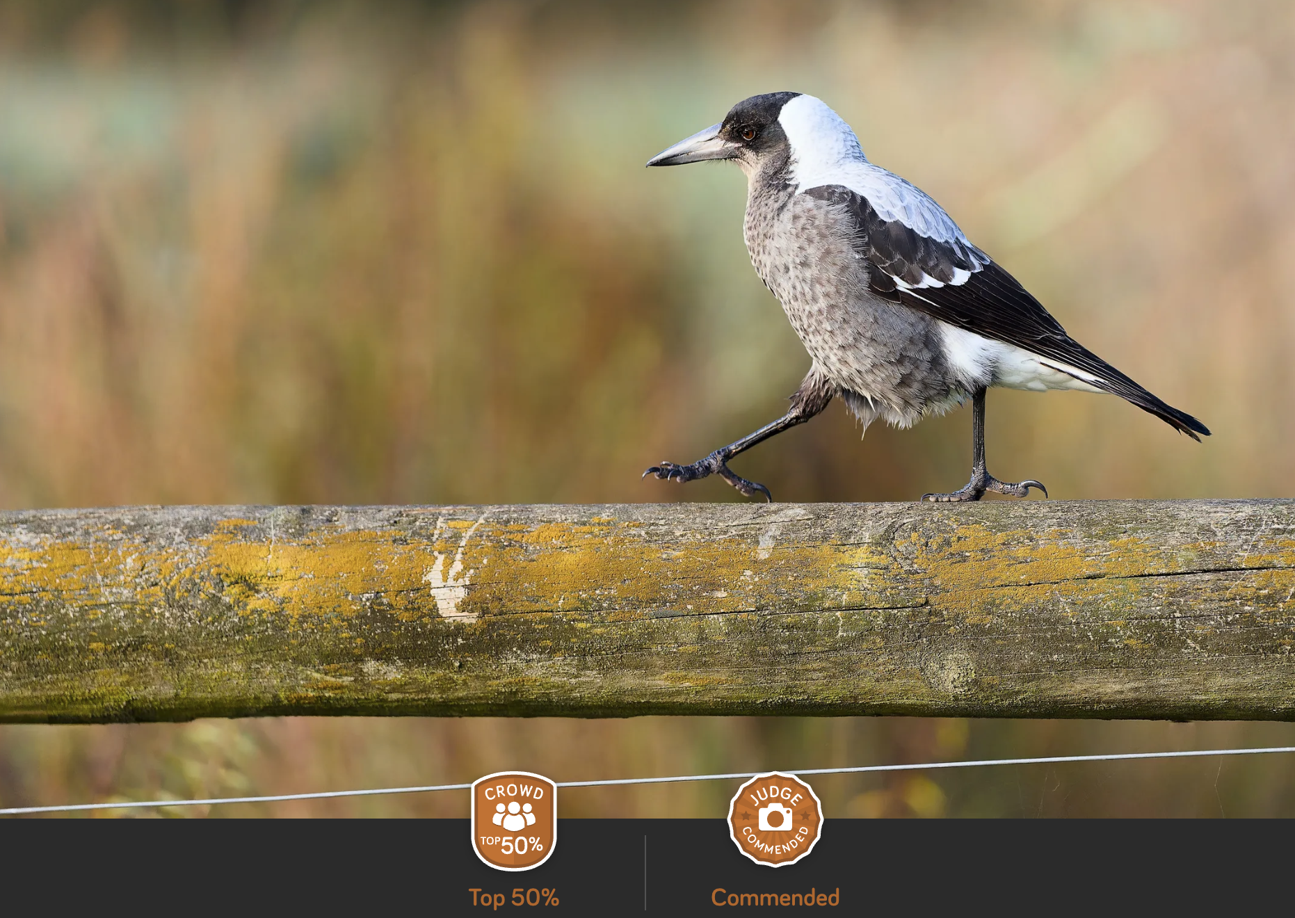 Magpie walking