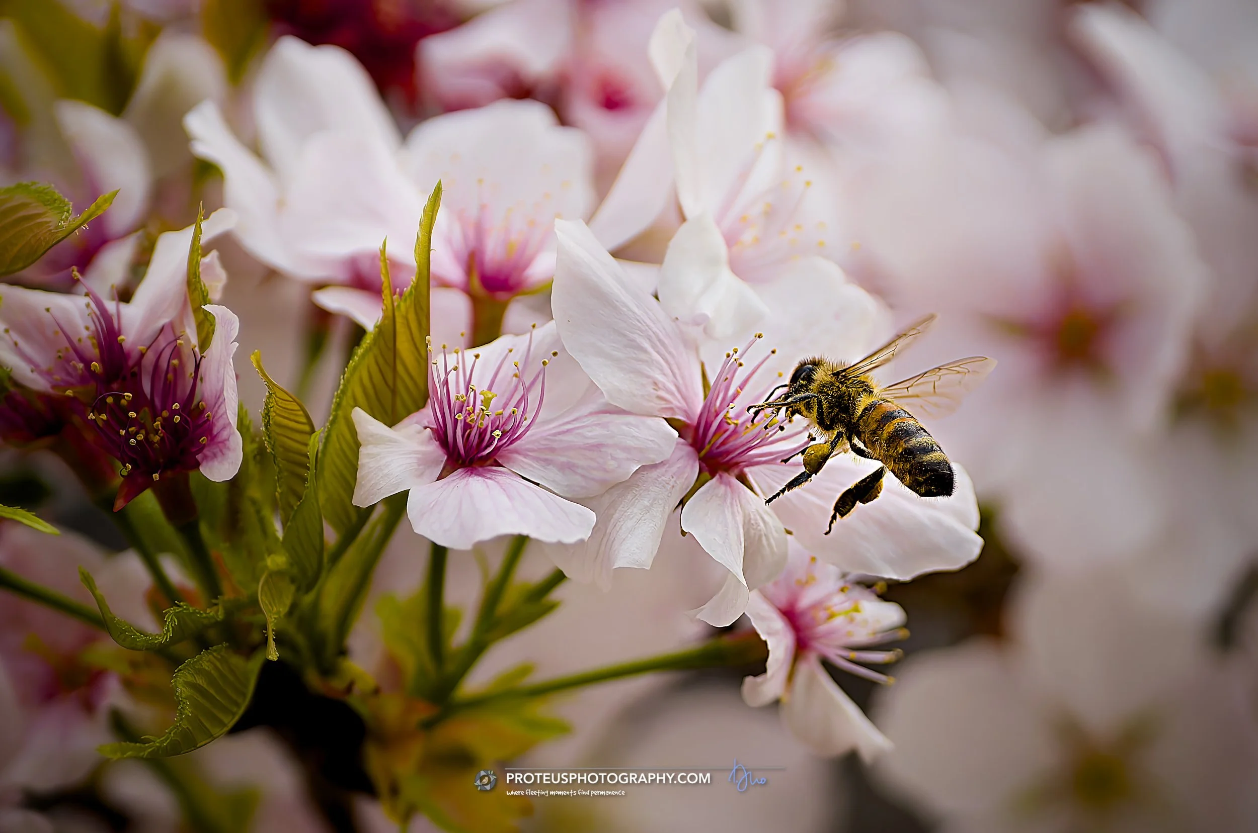 honey bee (Apis mellifera) mid-flight, approaching a cluster of blooming pink cherry blossoms (sakura) this morning