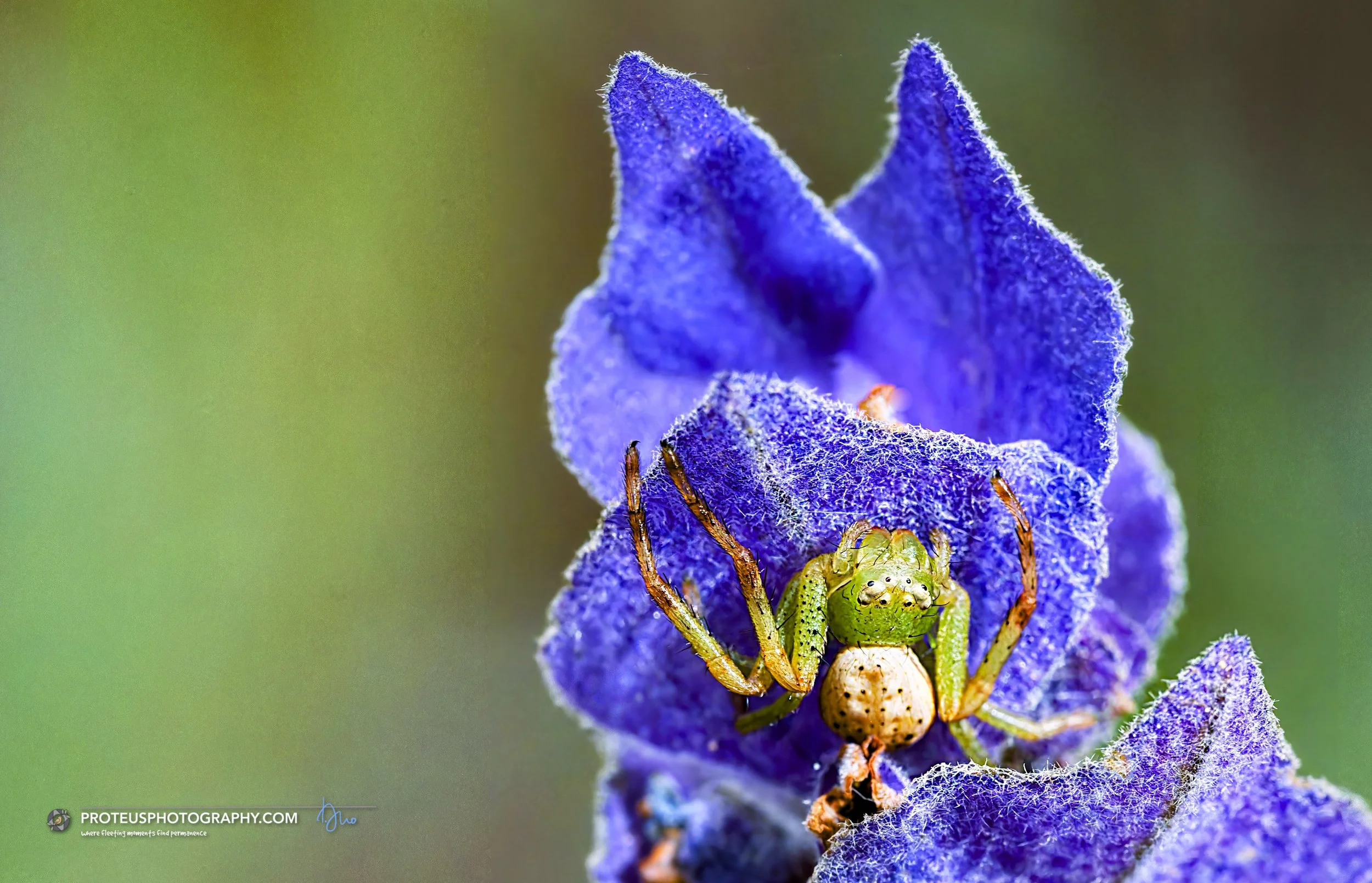 crab spider