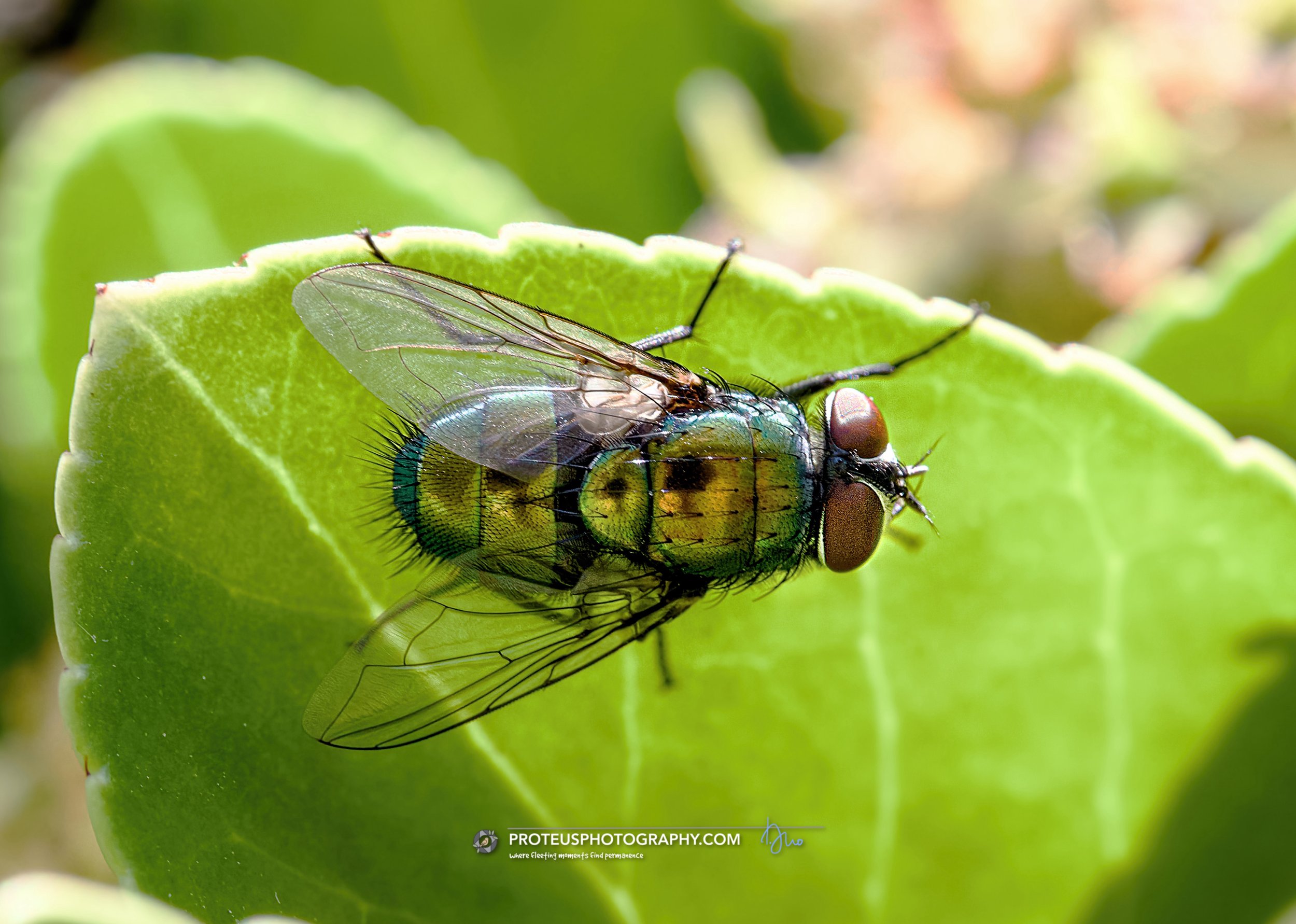 striking iridescent, metallic body that can appear blue-green and covered in short, sparse black bristles is the green bottle fly (chrysomya)