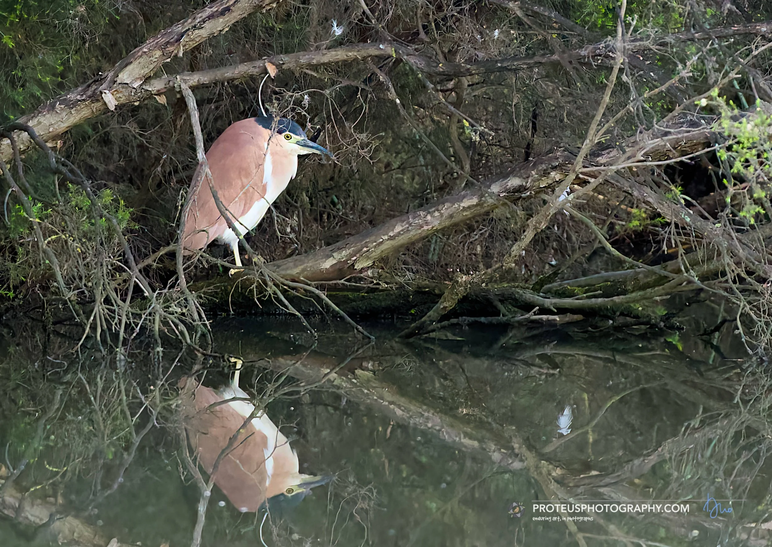 nankeen night heron (Nycticorax caledonicus) 