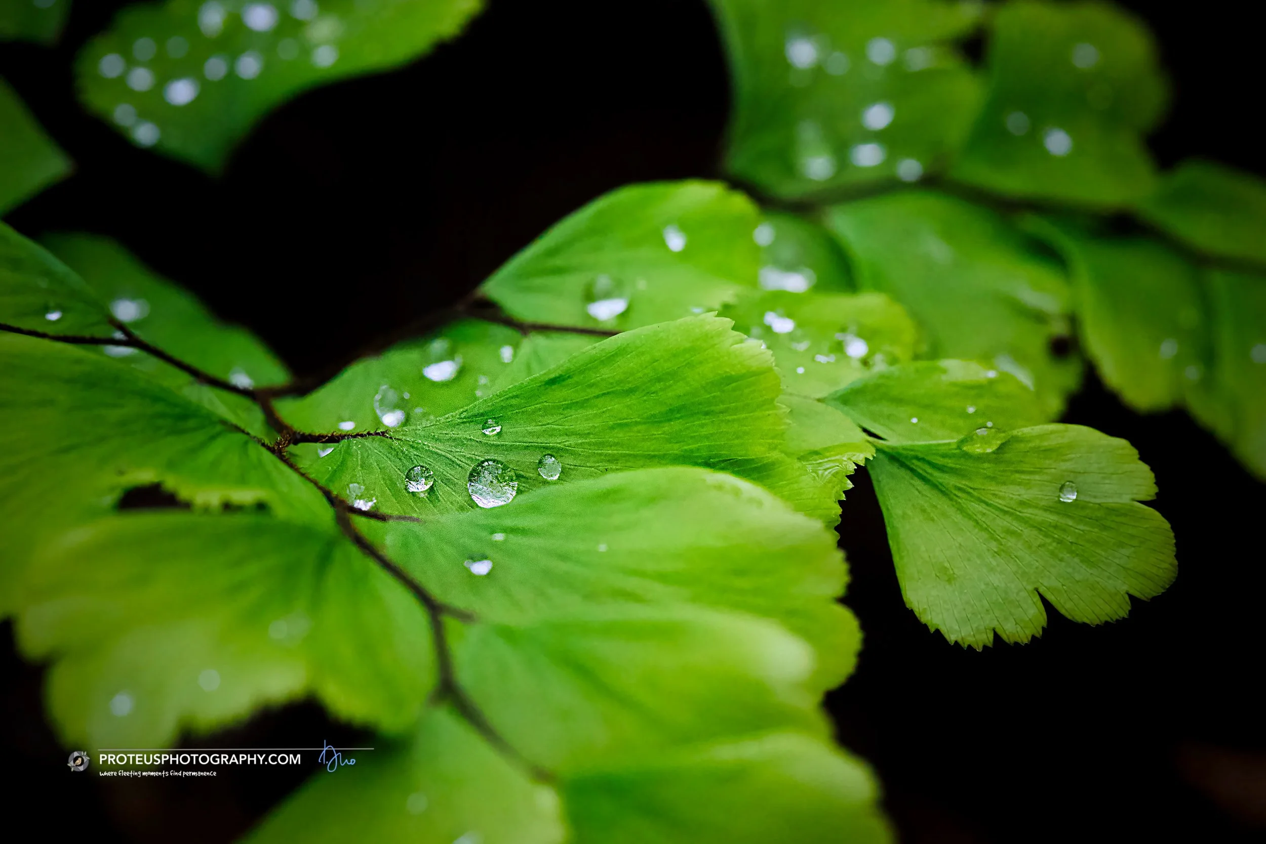 droplets on mainden hair