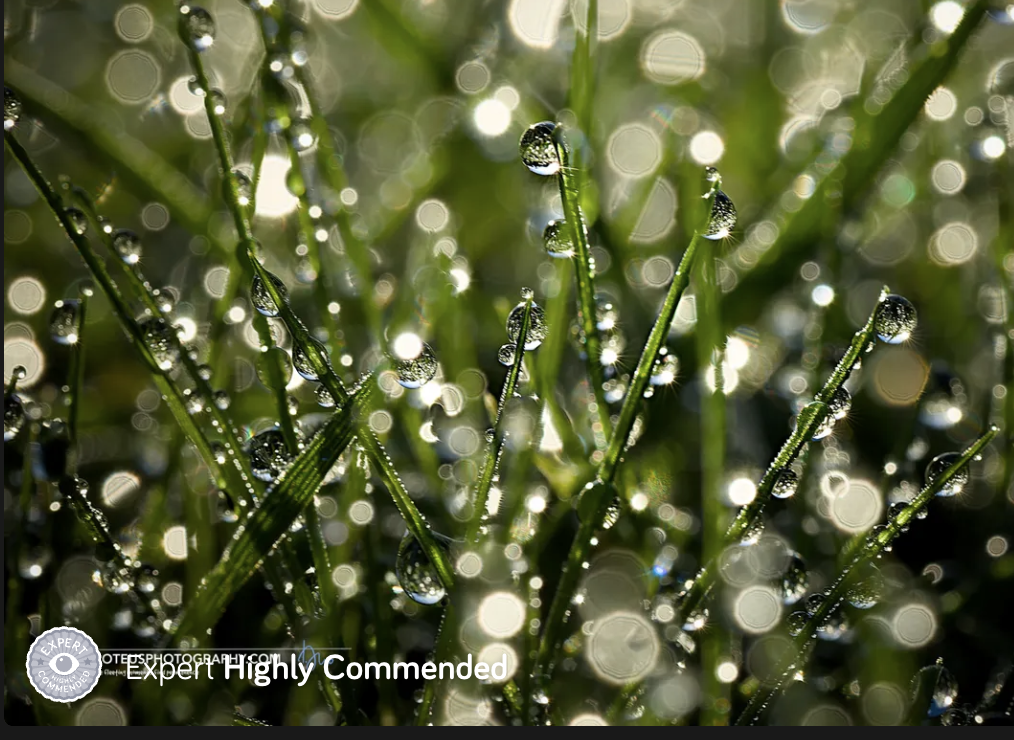 expert highly commended - dew on grass