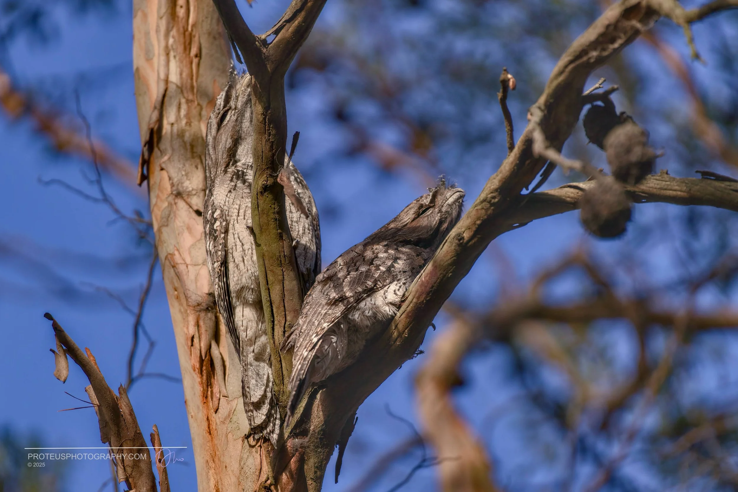 tawny frogmouth (Podargus strigoides) 