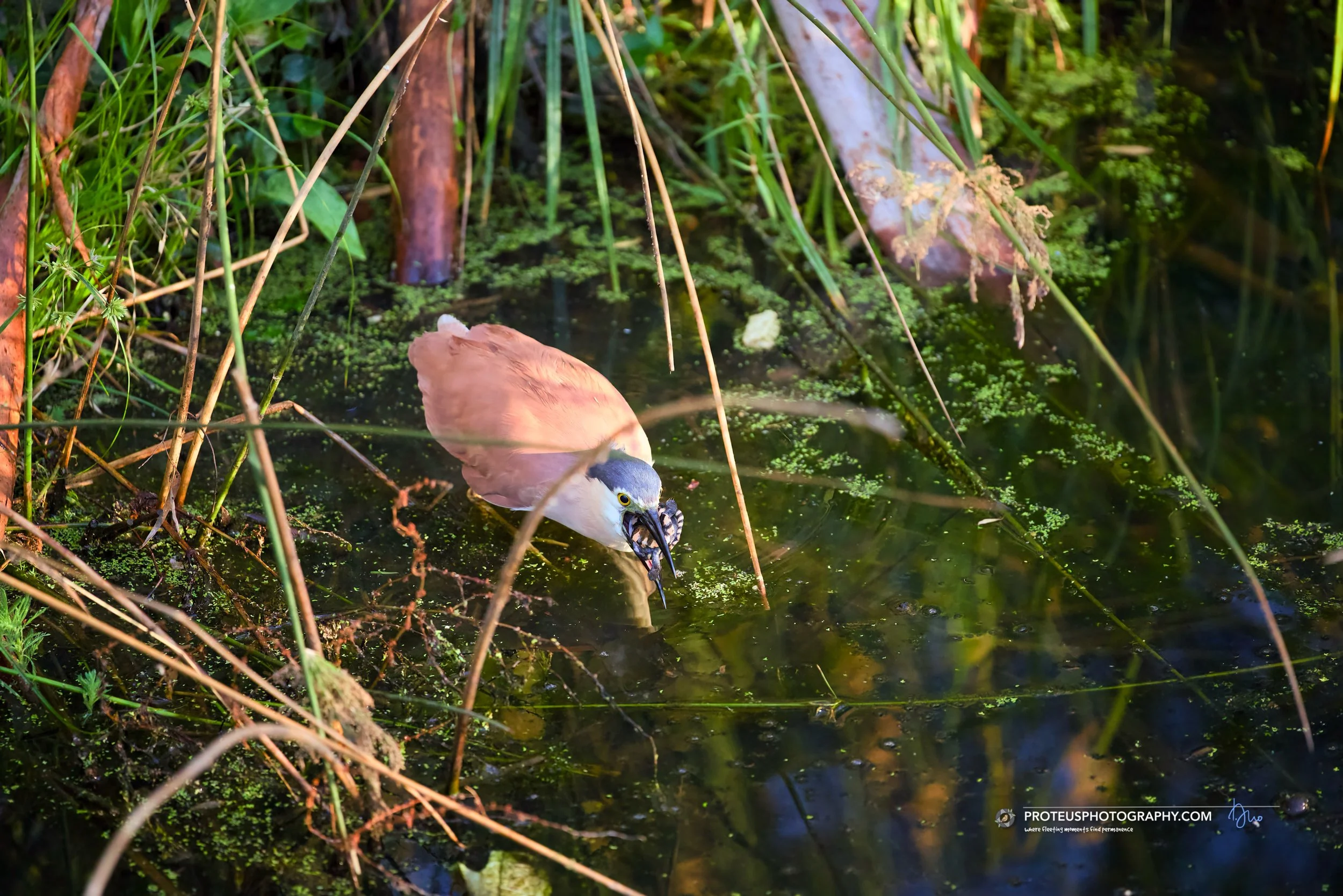 Nankeen night heron (Nycticorax caledonicus)