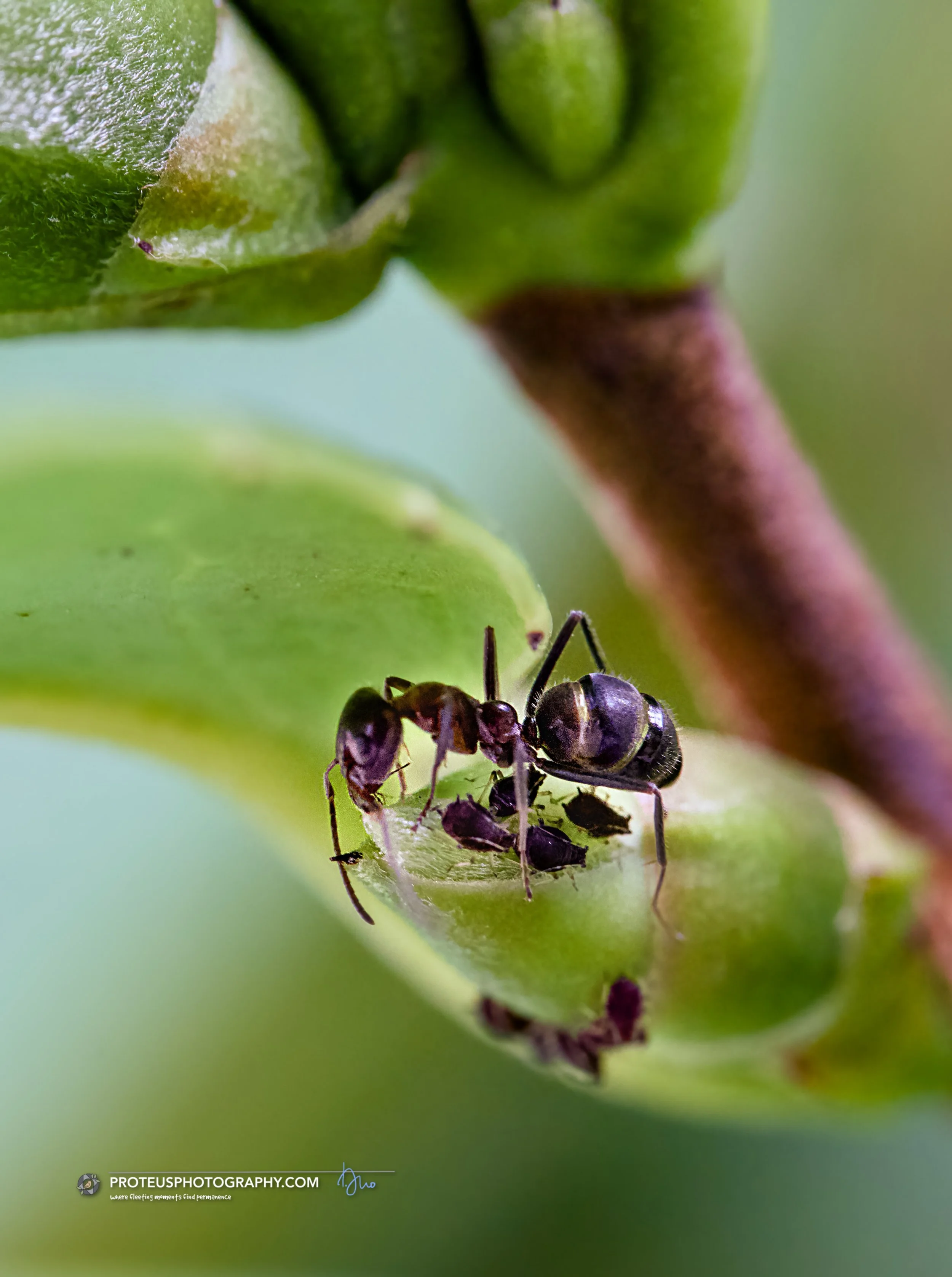 .. the ant is protecting the aphids from predators and "milking" them for honeydew, a sugary liquid they secrete, in symbiosis