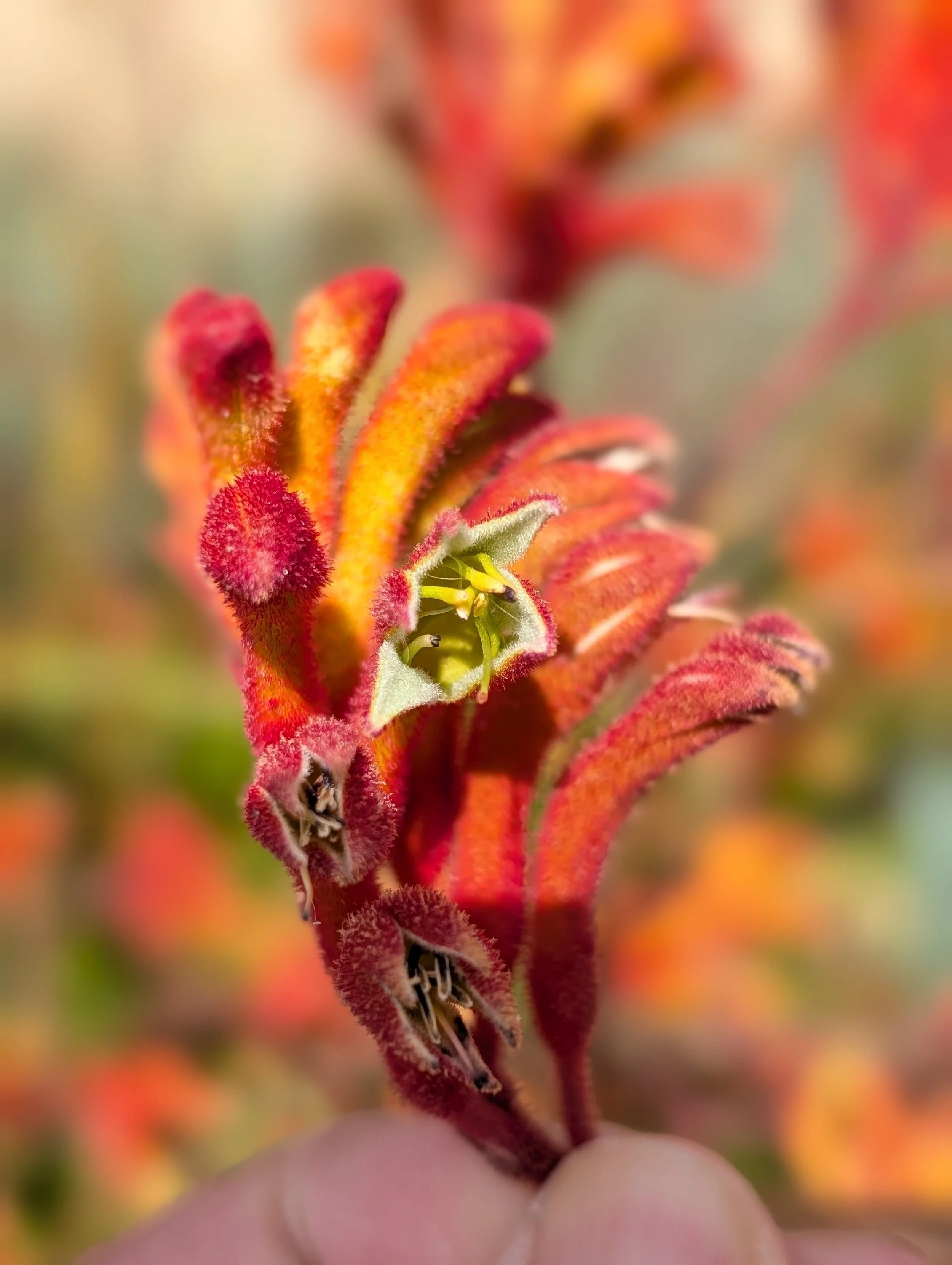 iconic kangaroo paws (genus anigozanthos)