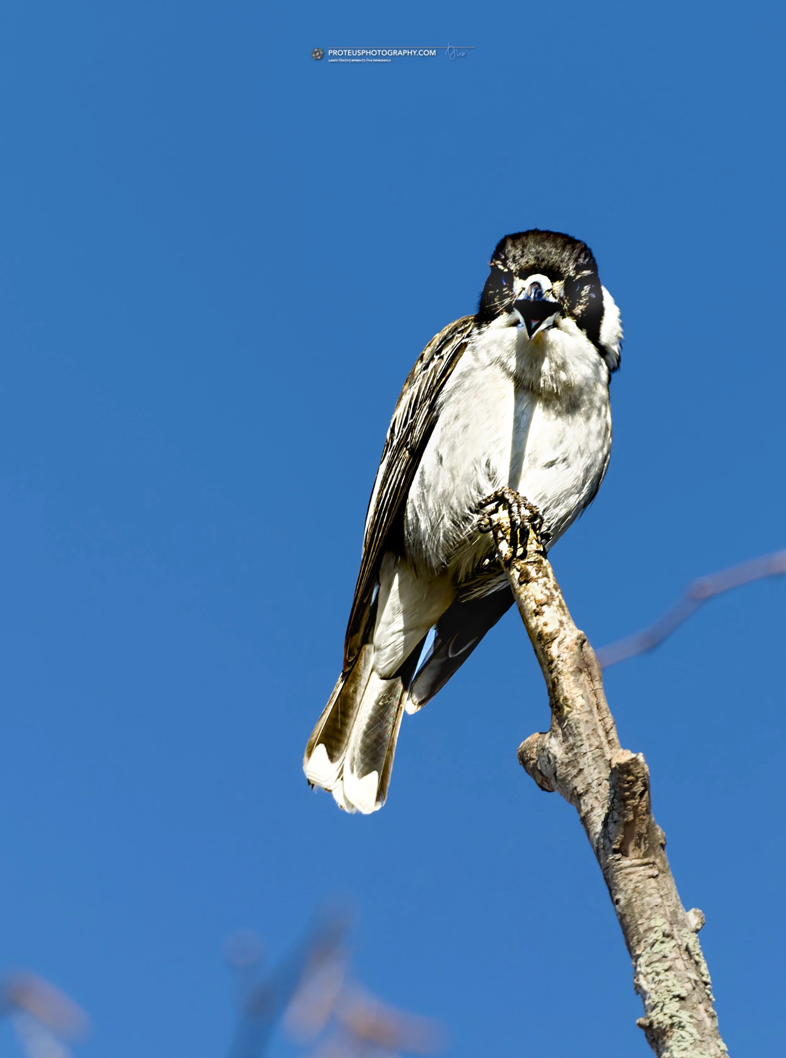 Grey Butcherbird (Cracticus torquatus)