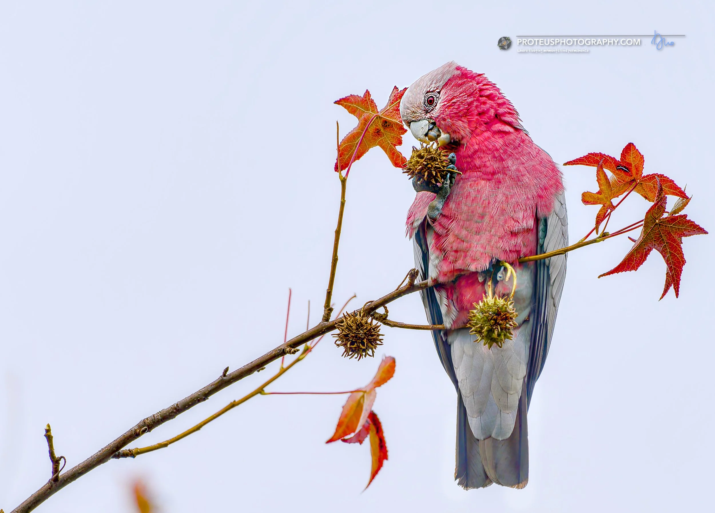 galah