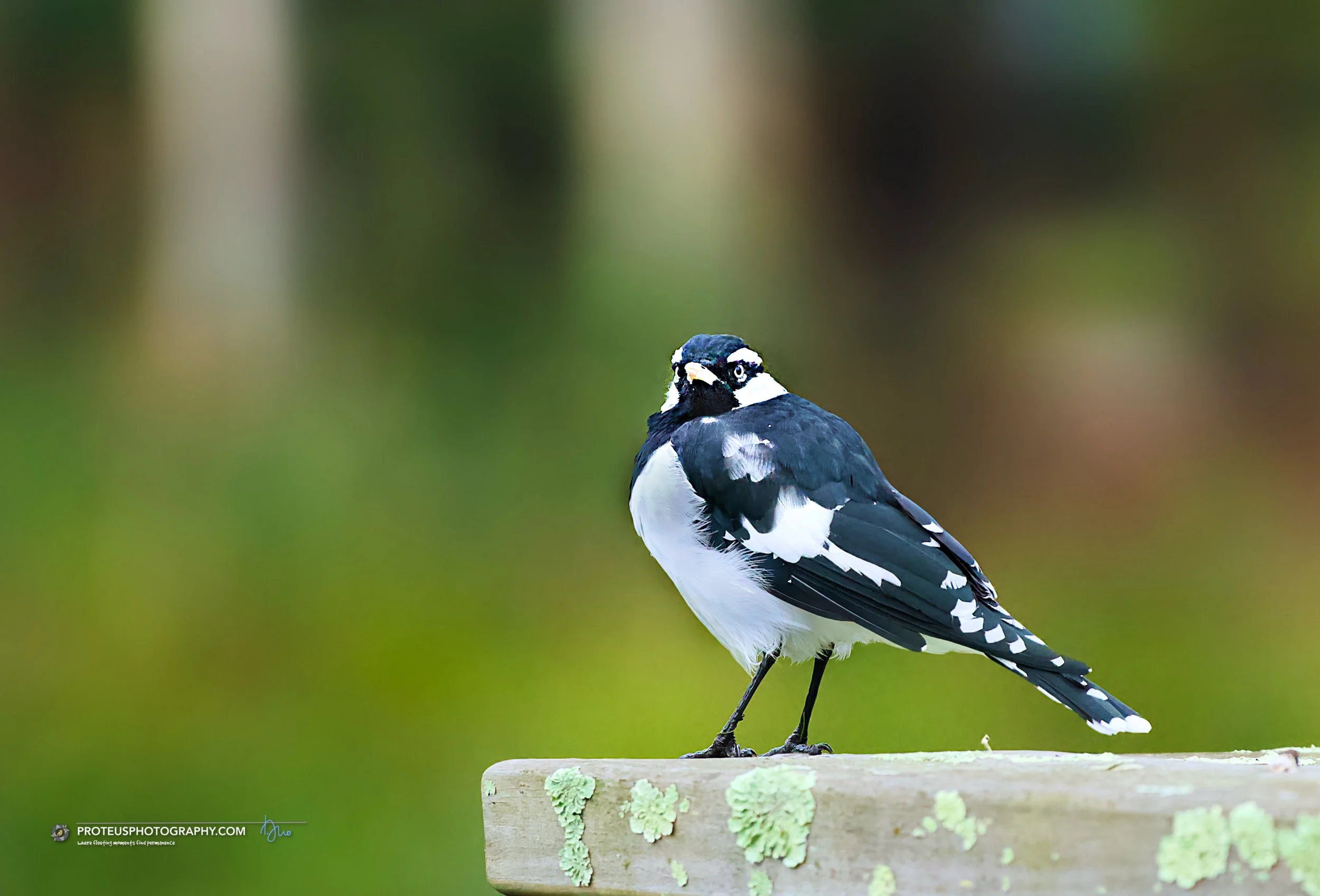 Magpie-larks (Grallina cyanoleuca)