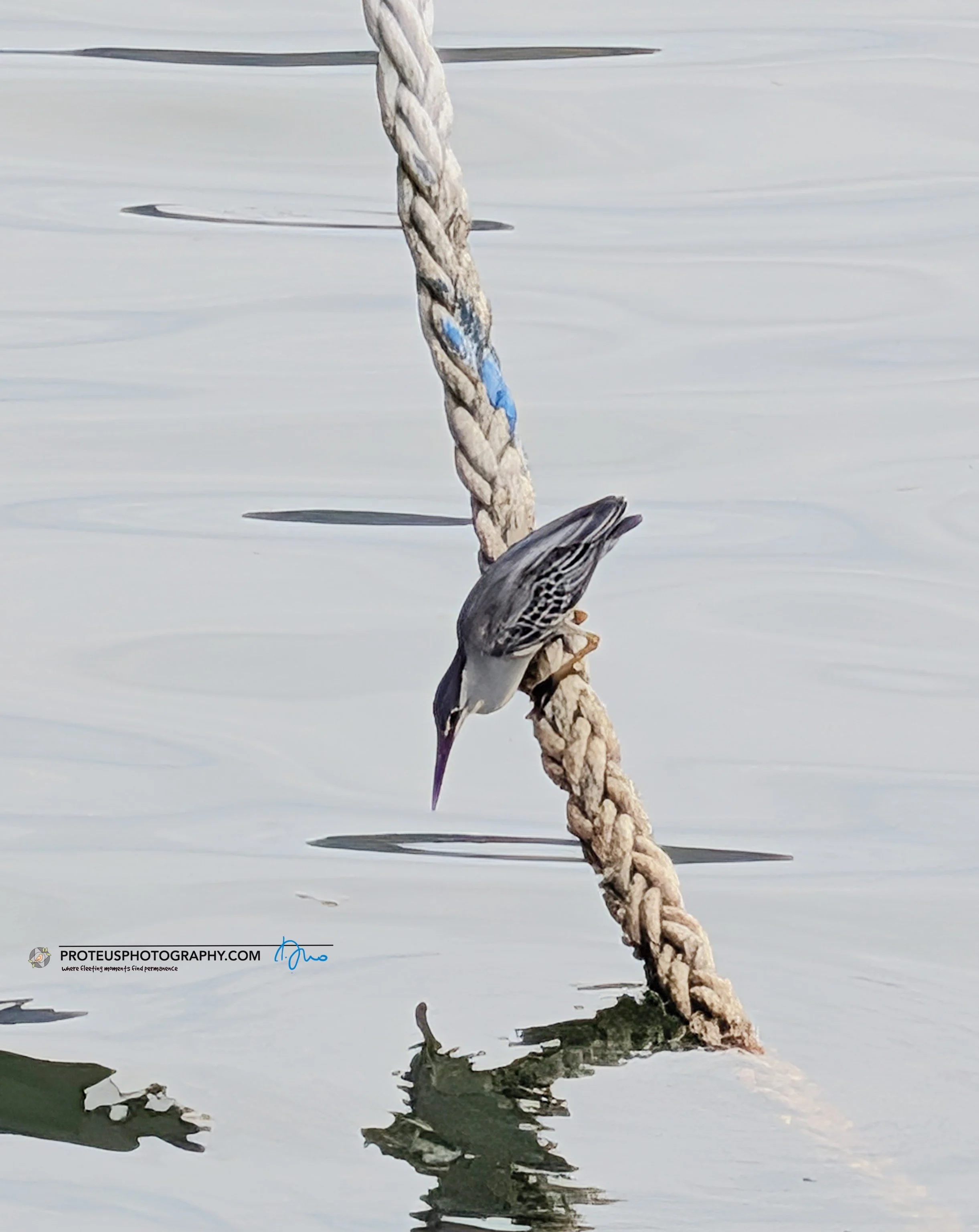 Heron waiting for fish