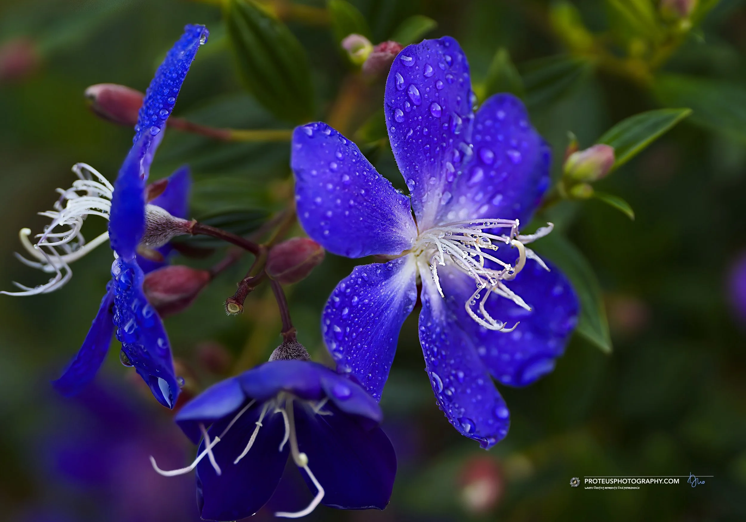 Princess Flower or Glory Bush (Pleroma urvilleanum)
