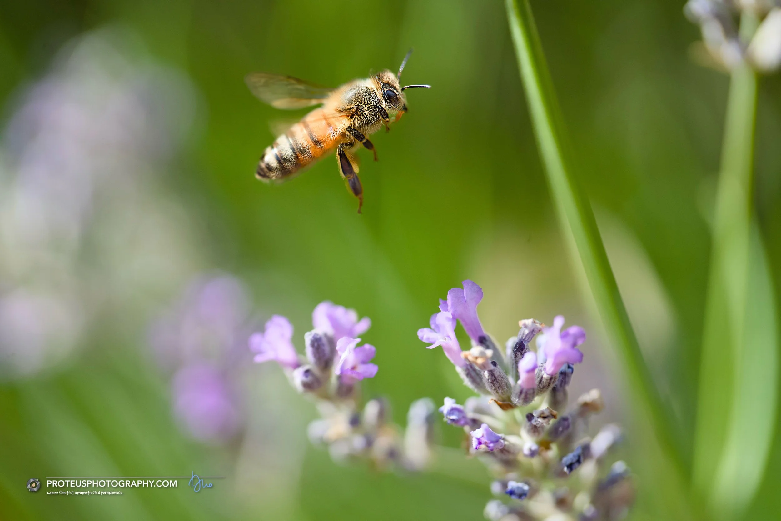 honey bee (apis mellifera) collecting nectar and pollen from a lavender flower. 