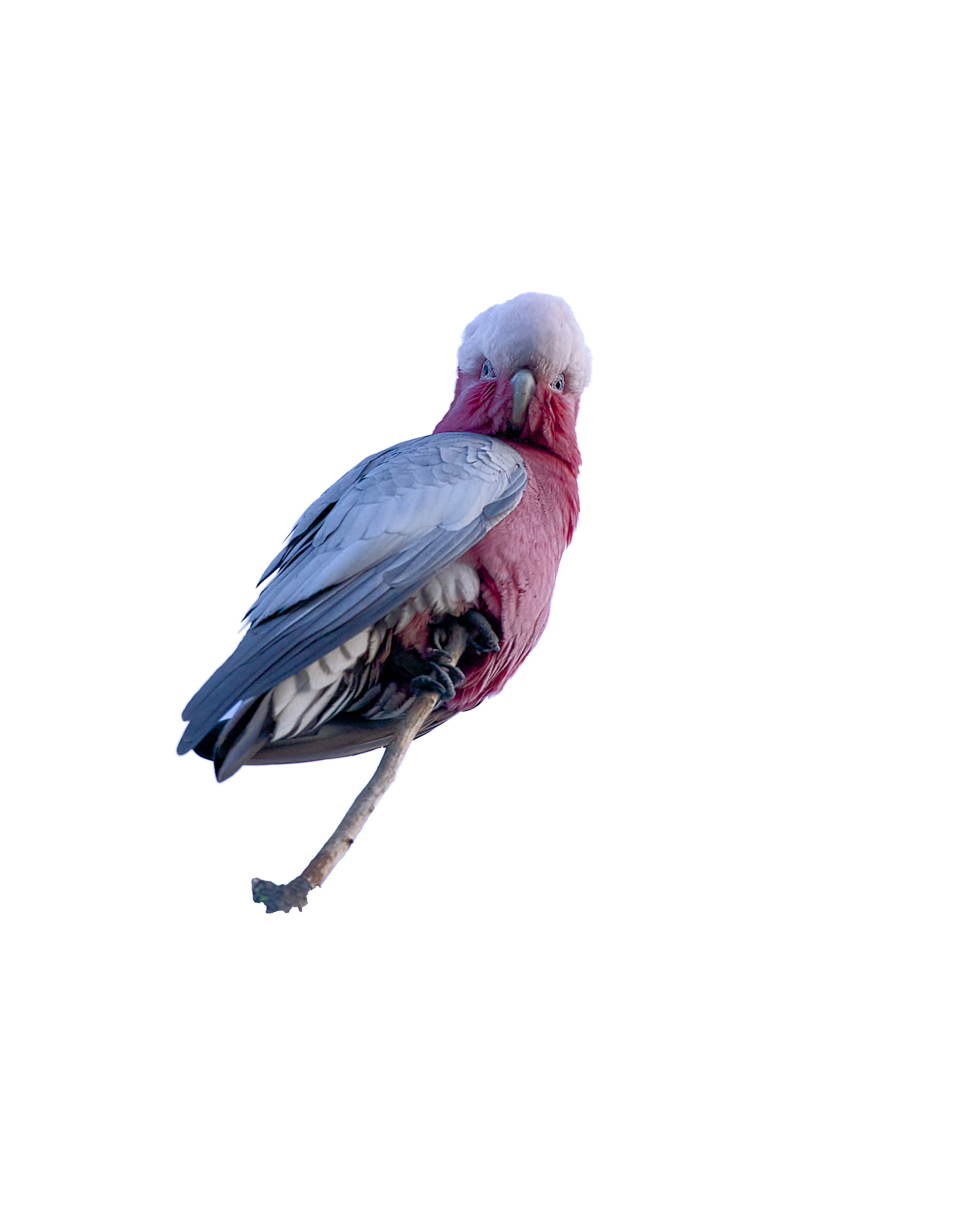 A composite image of a bird with the body of a galah and the head of an albatross, positioned on a black background with colored x and y axis labels.