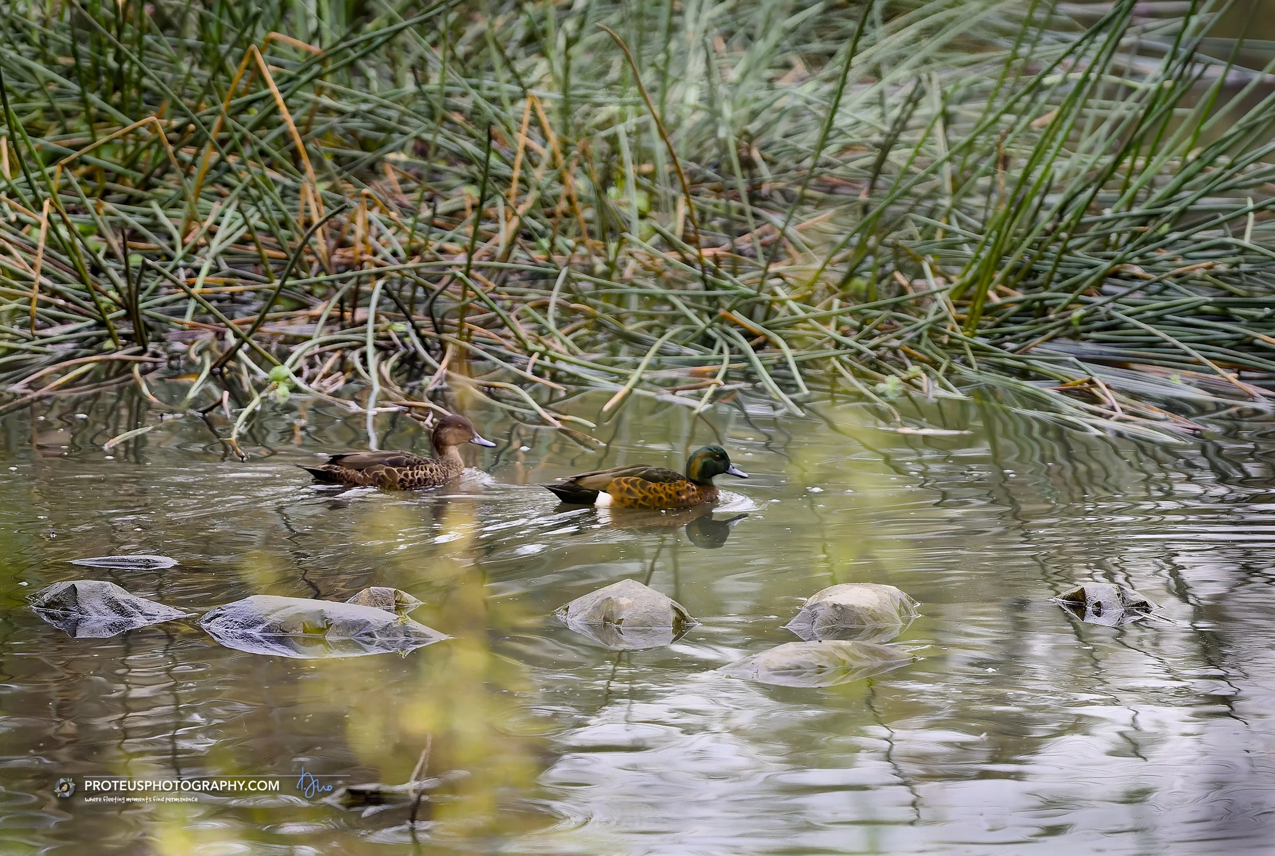 ducks