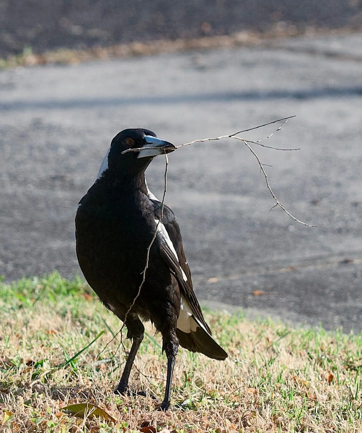 magpie (gymnorhina tibicen)
