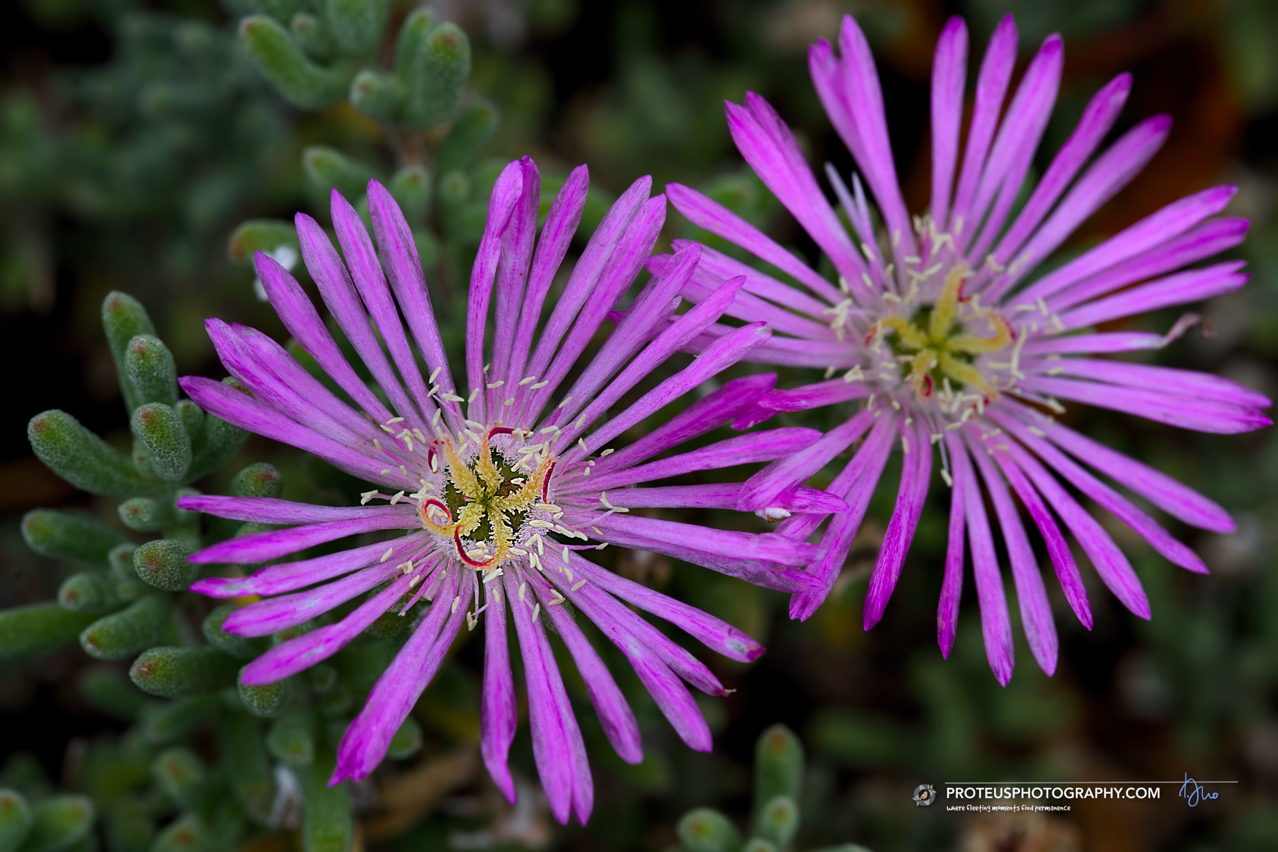 vibrant magenta ice plant (delosperma cooperi) flower