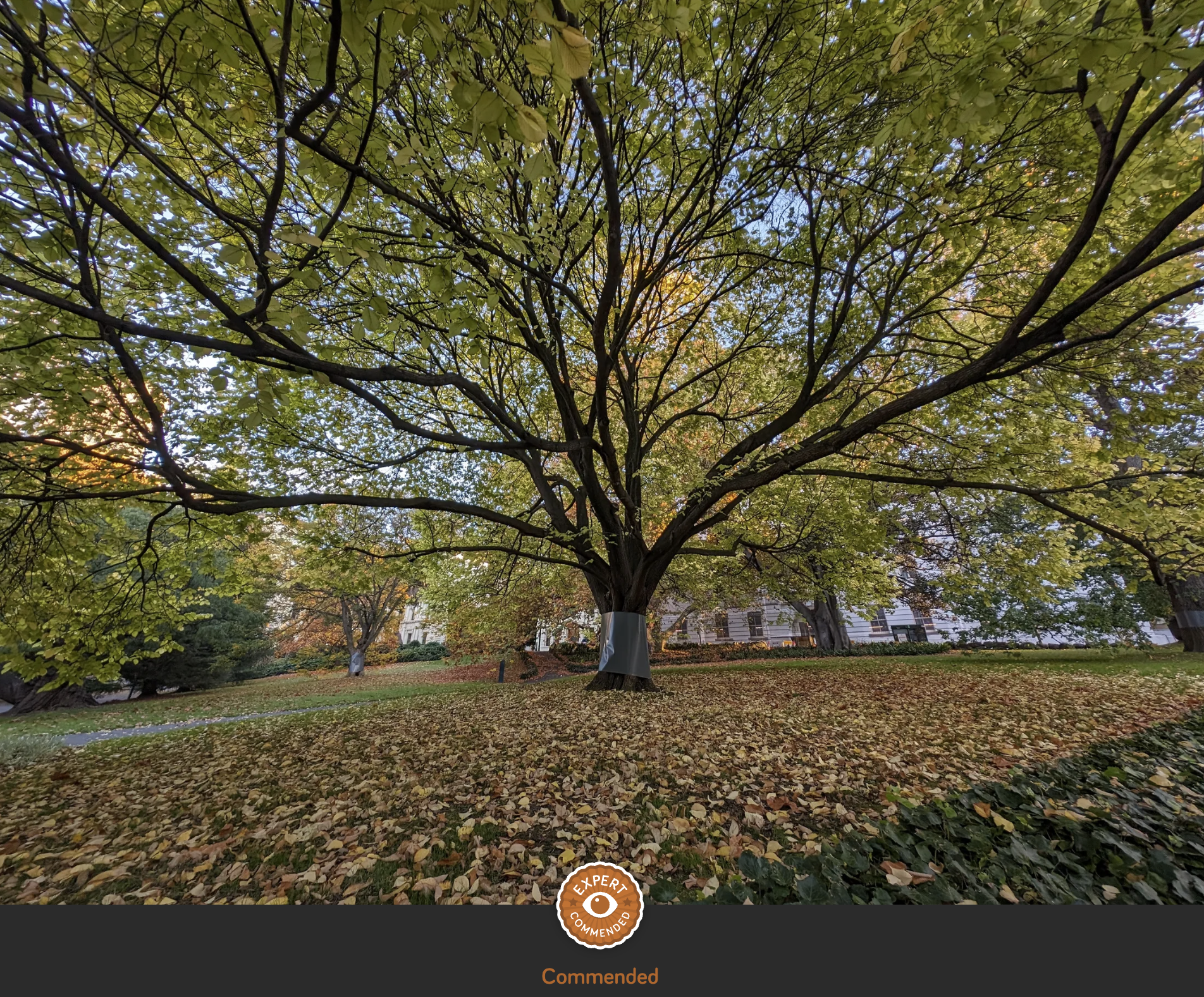 Urban Tree