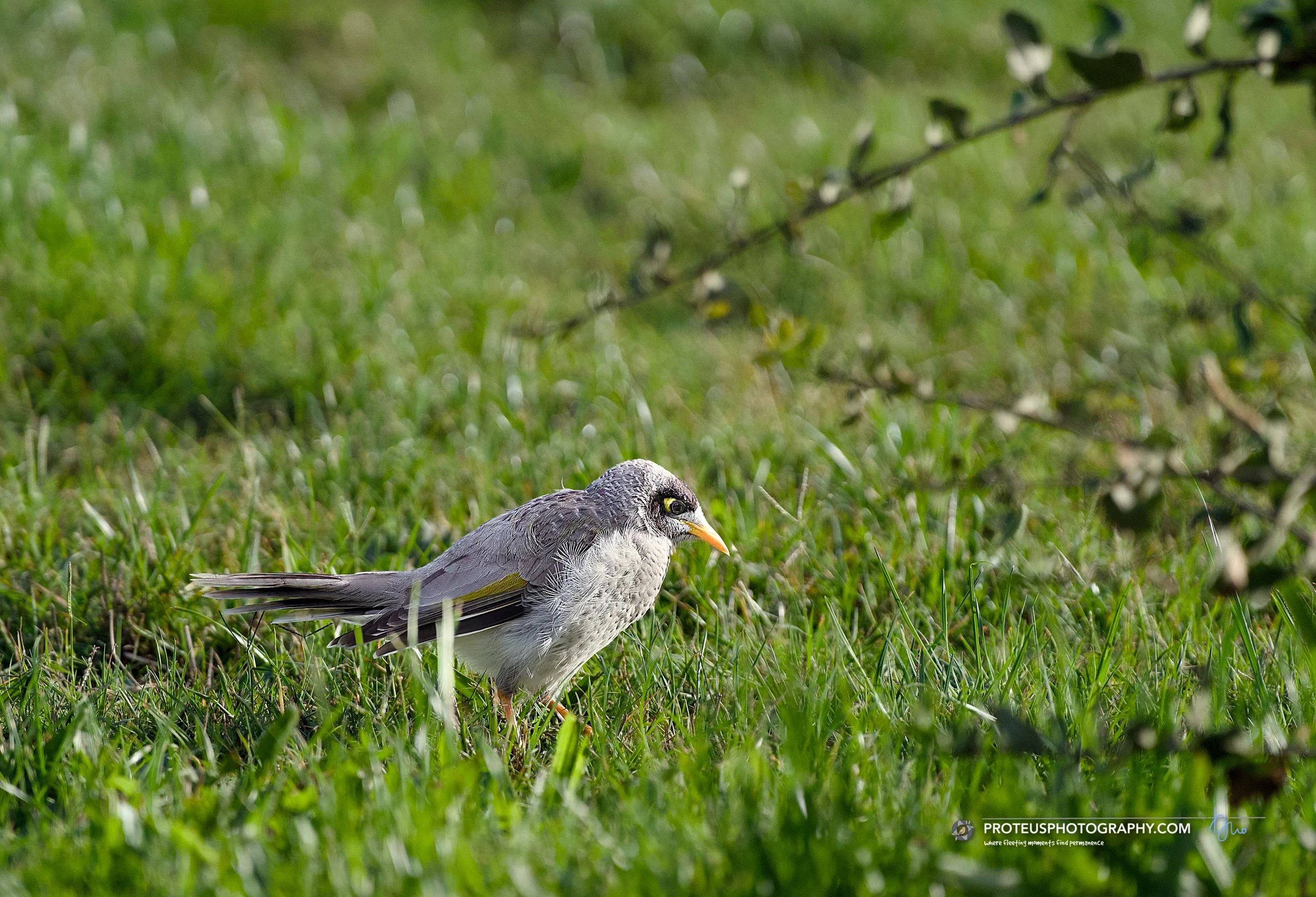 Noisy Miner (Manorina melanocephala), a native Australian honeyeater.