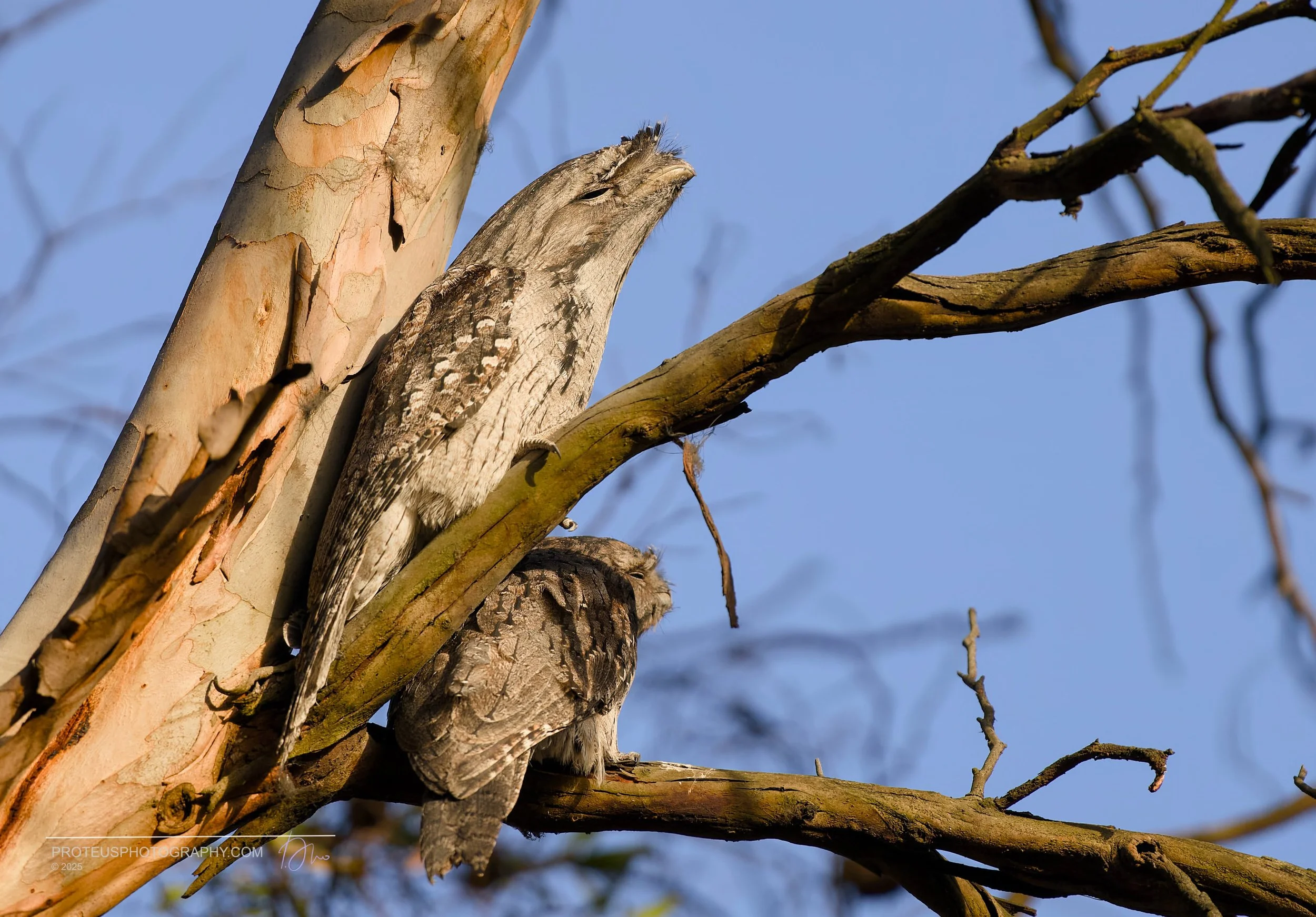 tawny frogmouth (Podargus strigoides) 