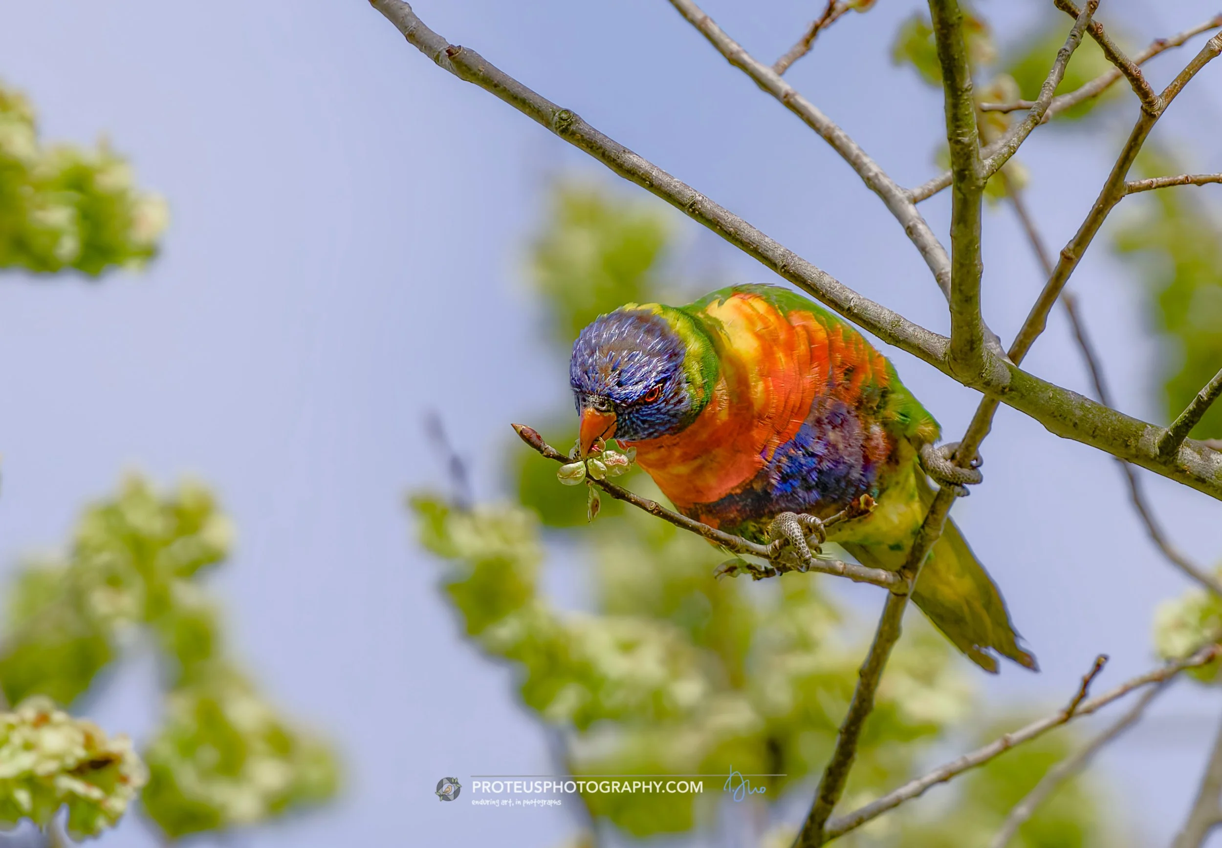 rainbow lorikeet (trichoglossus moluccanus)