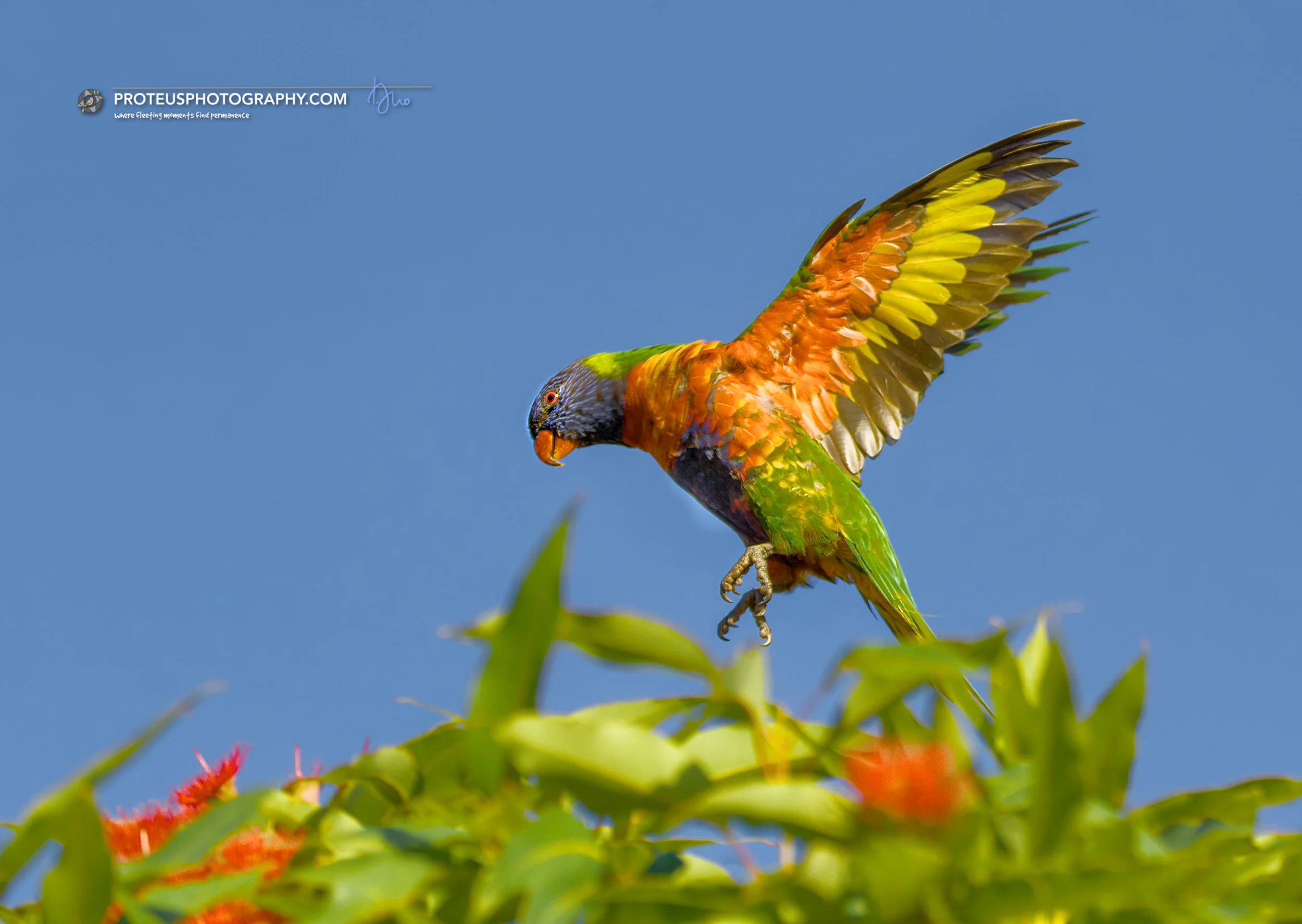 rainbow lorikeet (trichoglossus moluccanus)