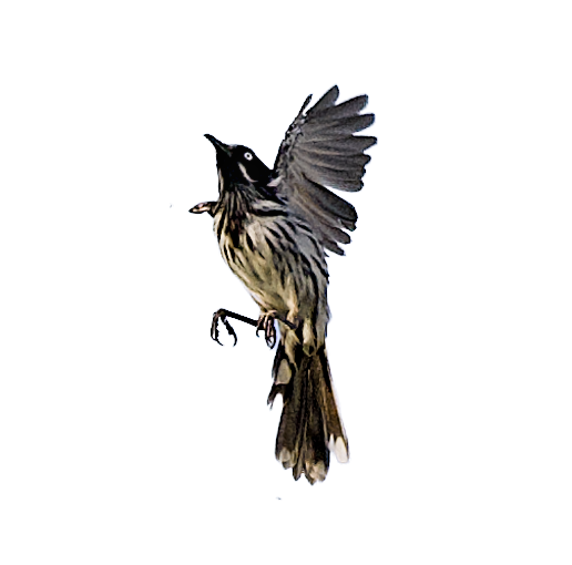 A bird in flight catching a small insect with its beak.