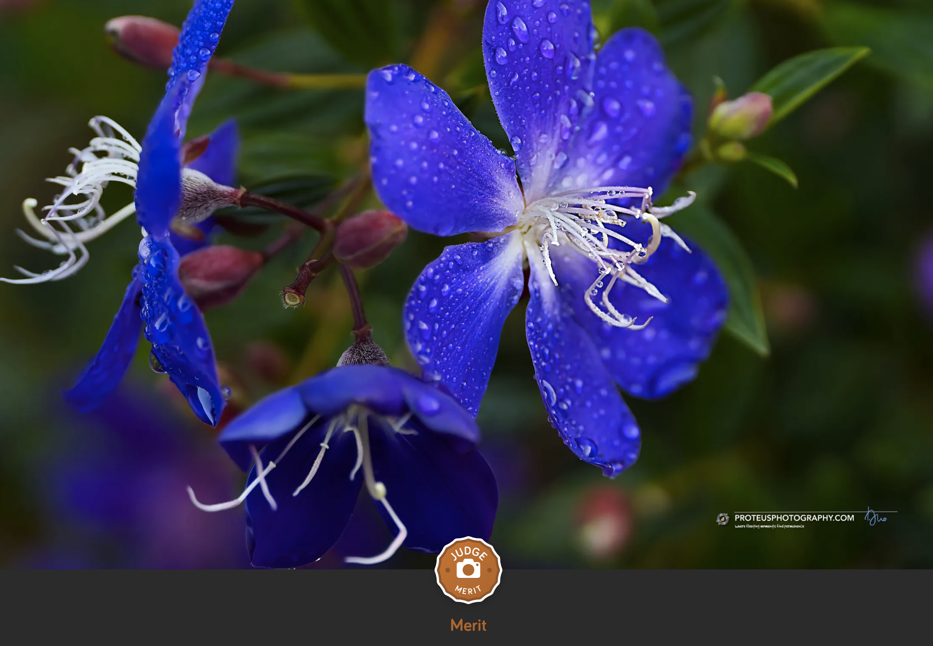 blue flower