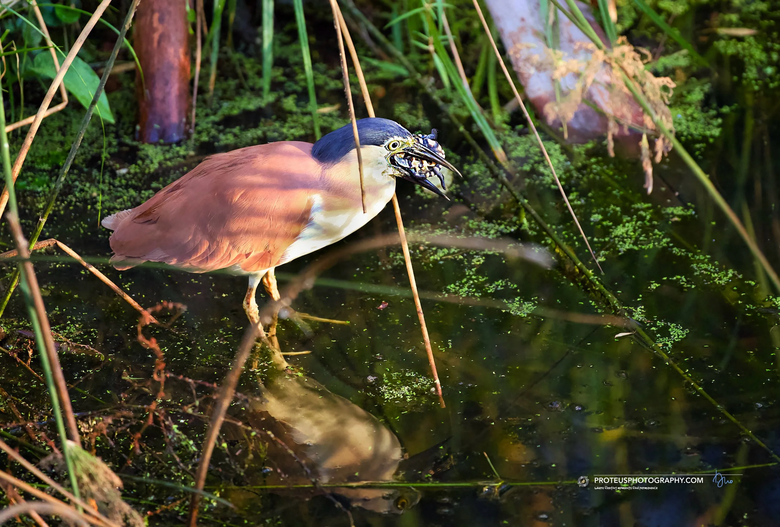 Nankeen night heron (Nycticorax caledonicus)