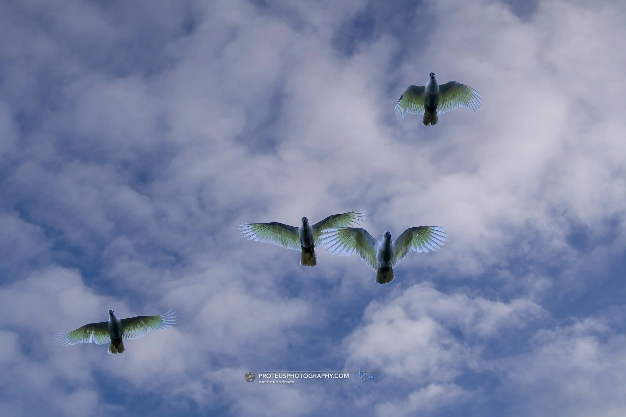 Four birds flying in the sky with clouds