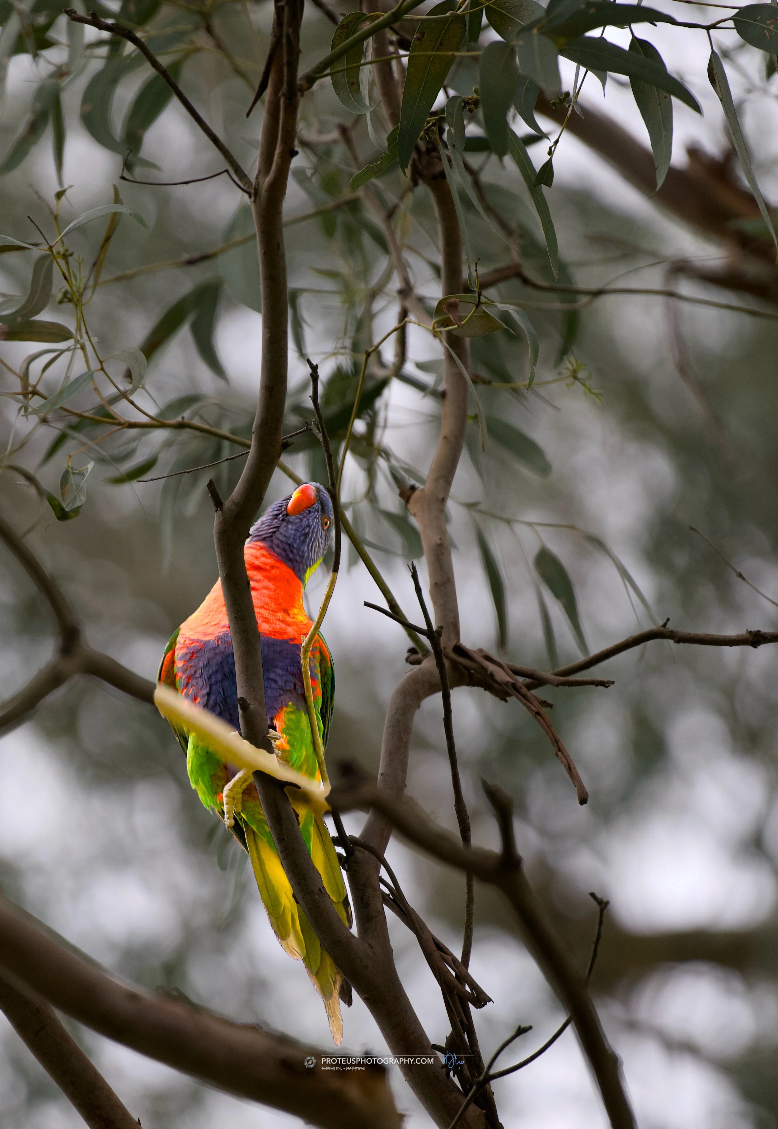 Colorful rainbow lorikeet perched on a tree branch.