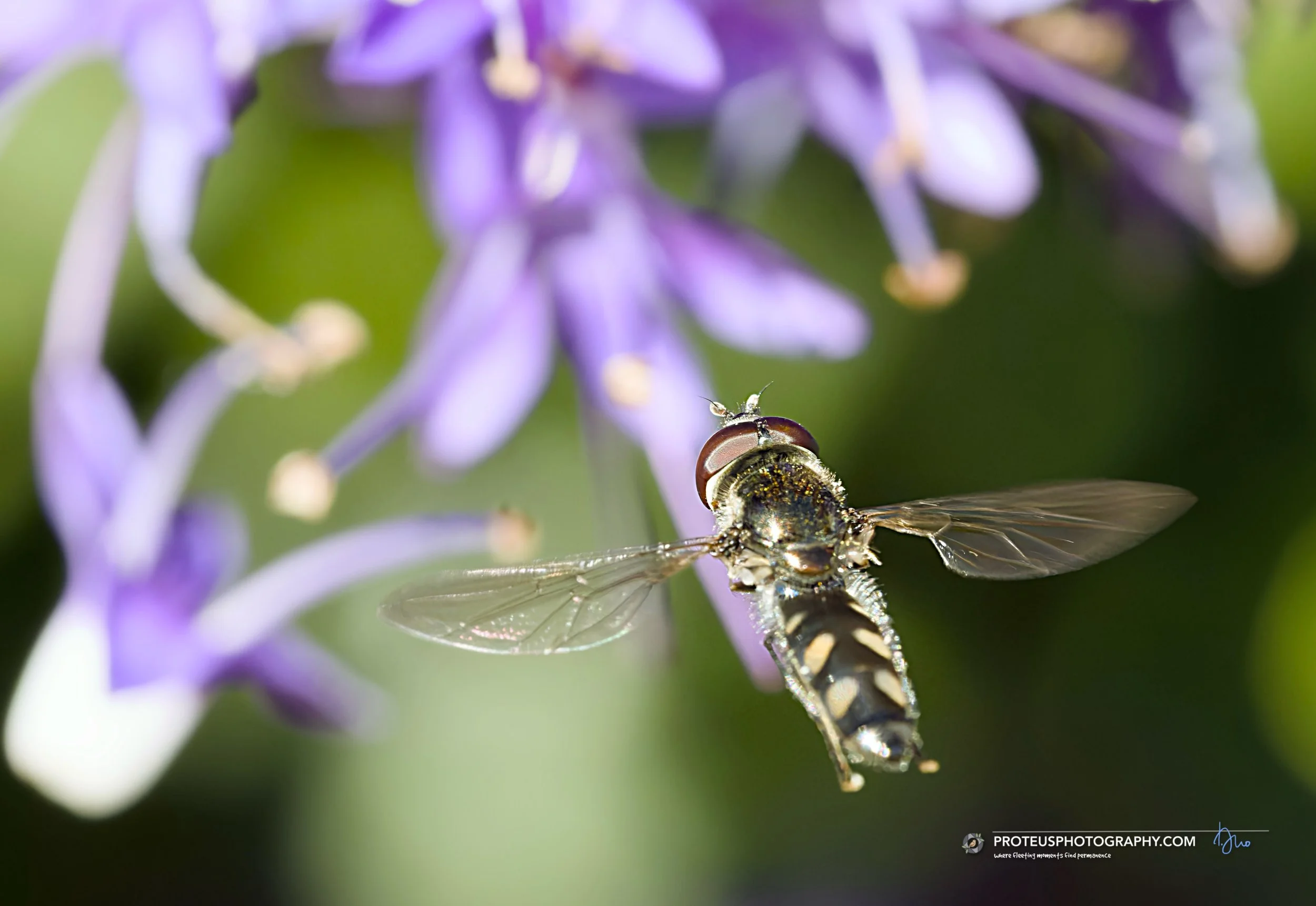 a hoverfly (family Syrphidae),