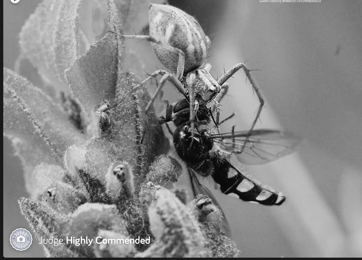 judge highly commended - B&W spider and prey
