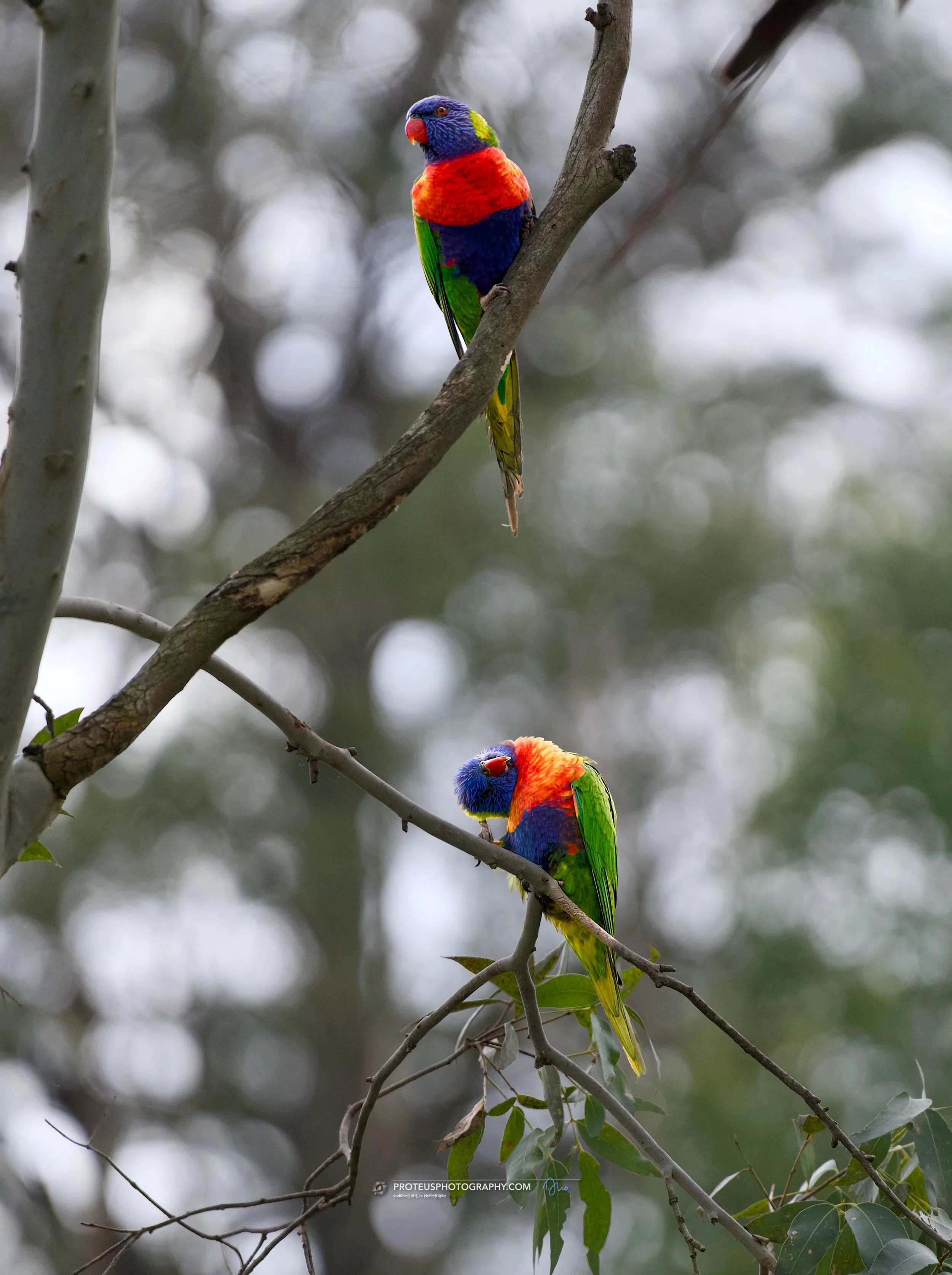 Two colorful rainbow lorikeets perched on tree branches in a natural setting.