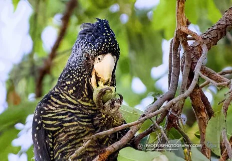 black cockatoo (female)