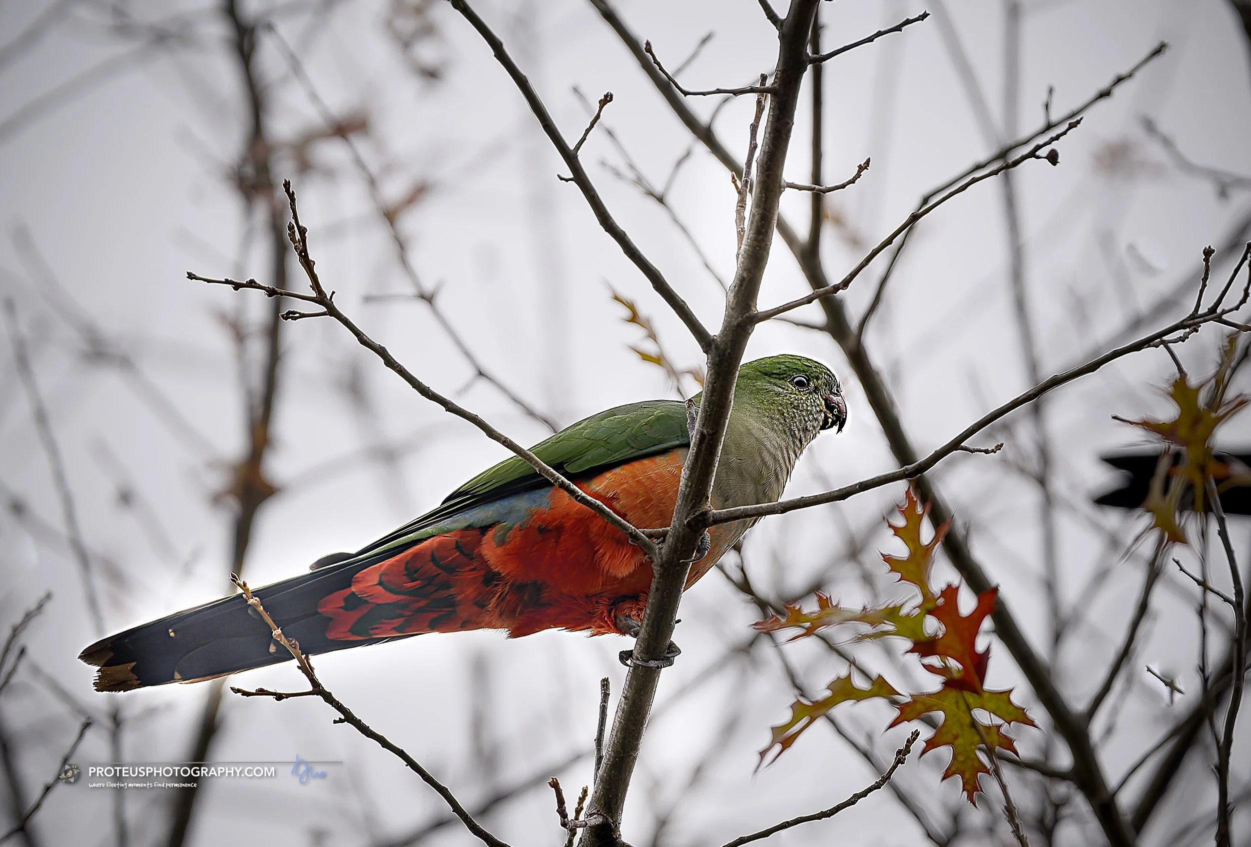 Australian king parrot (Alisterus scapularis) 