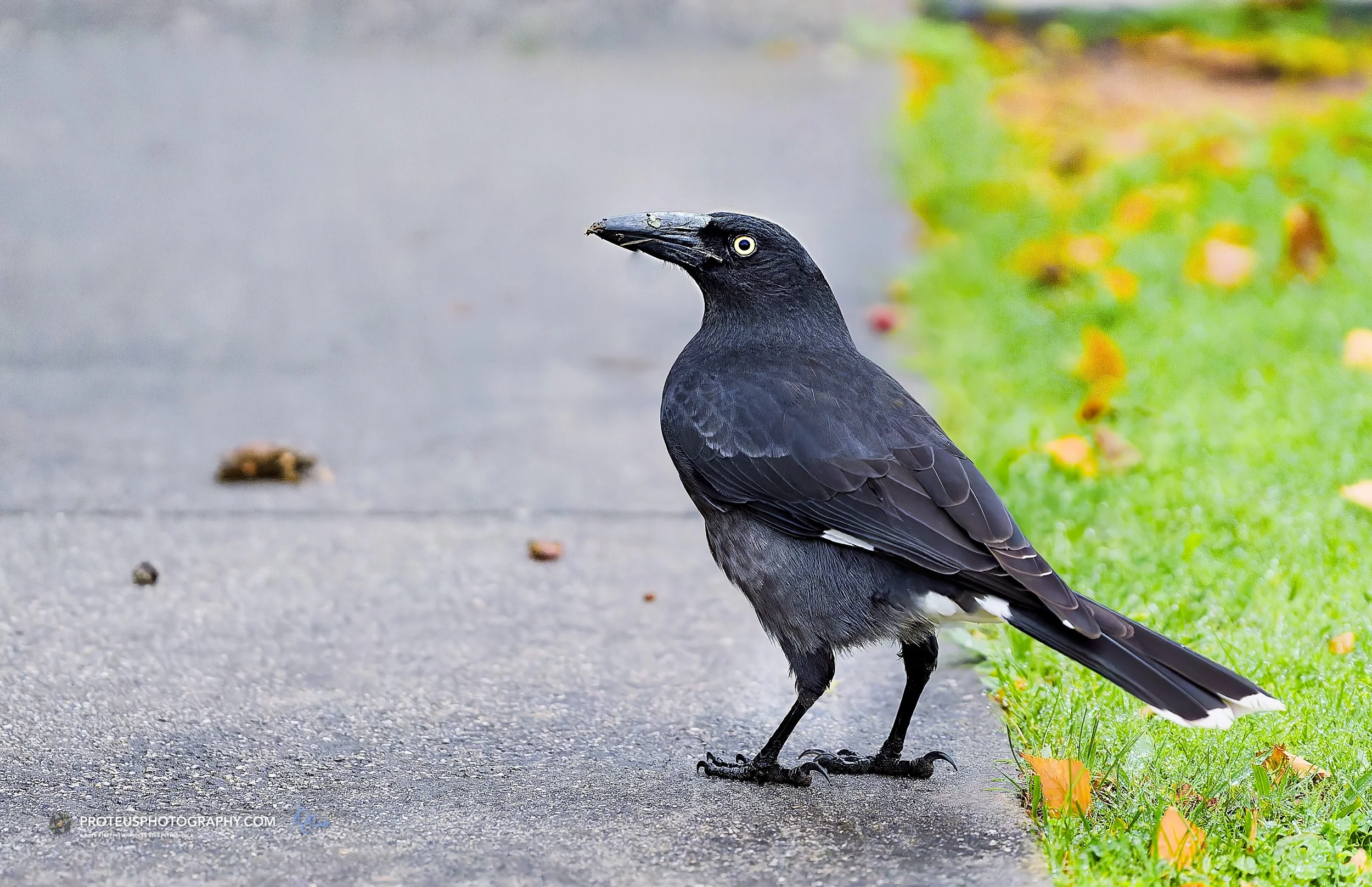 Pied Currawong (Strepera graculina),