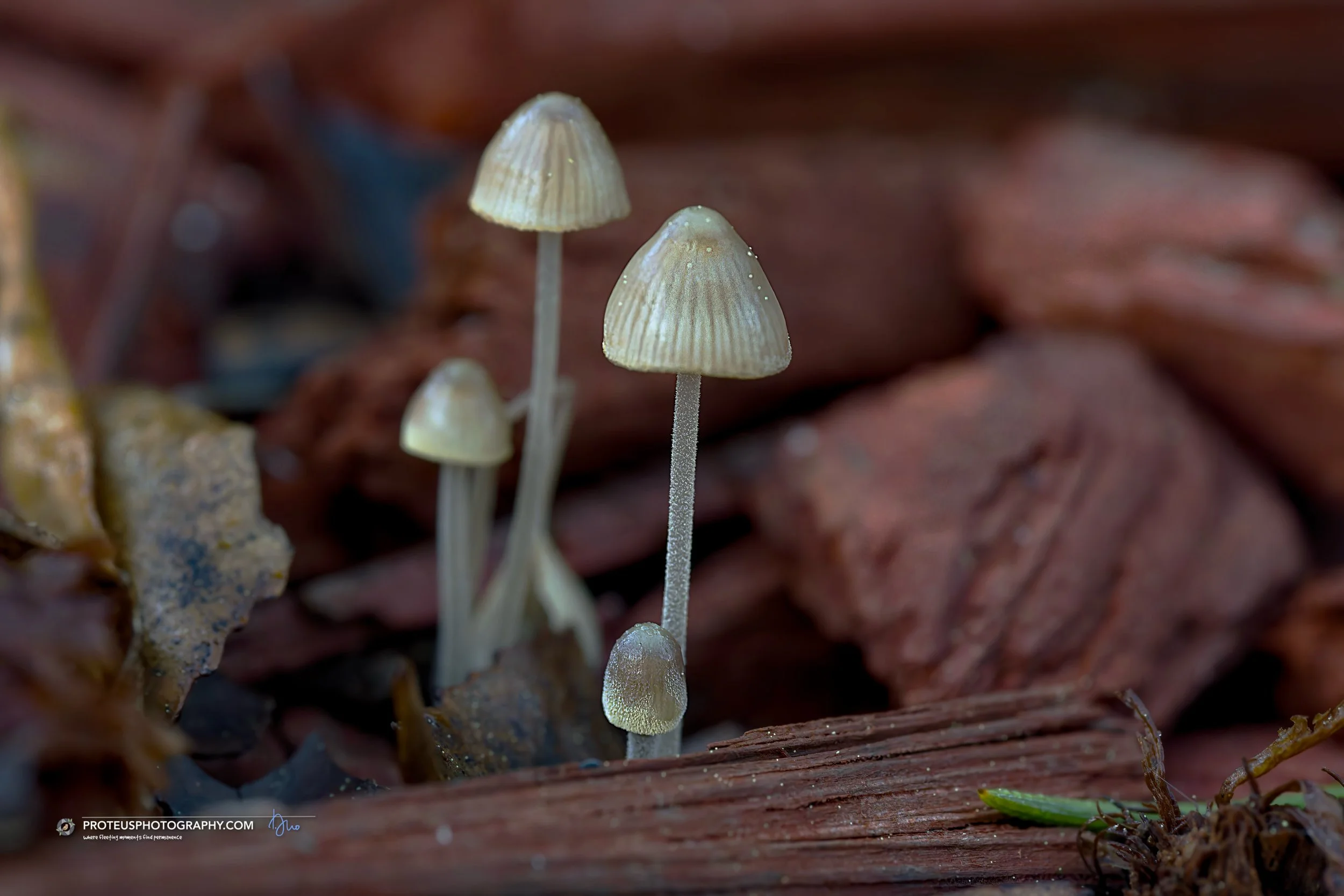 Pleated Inkcap (Parasola plicatilis)
