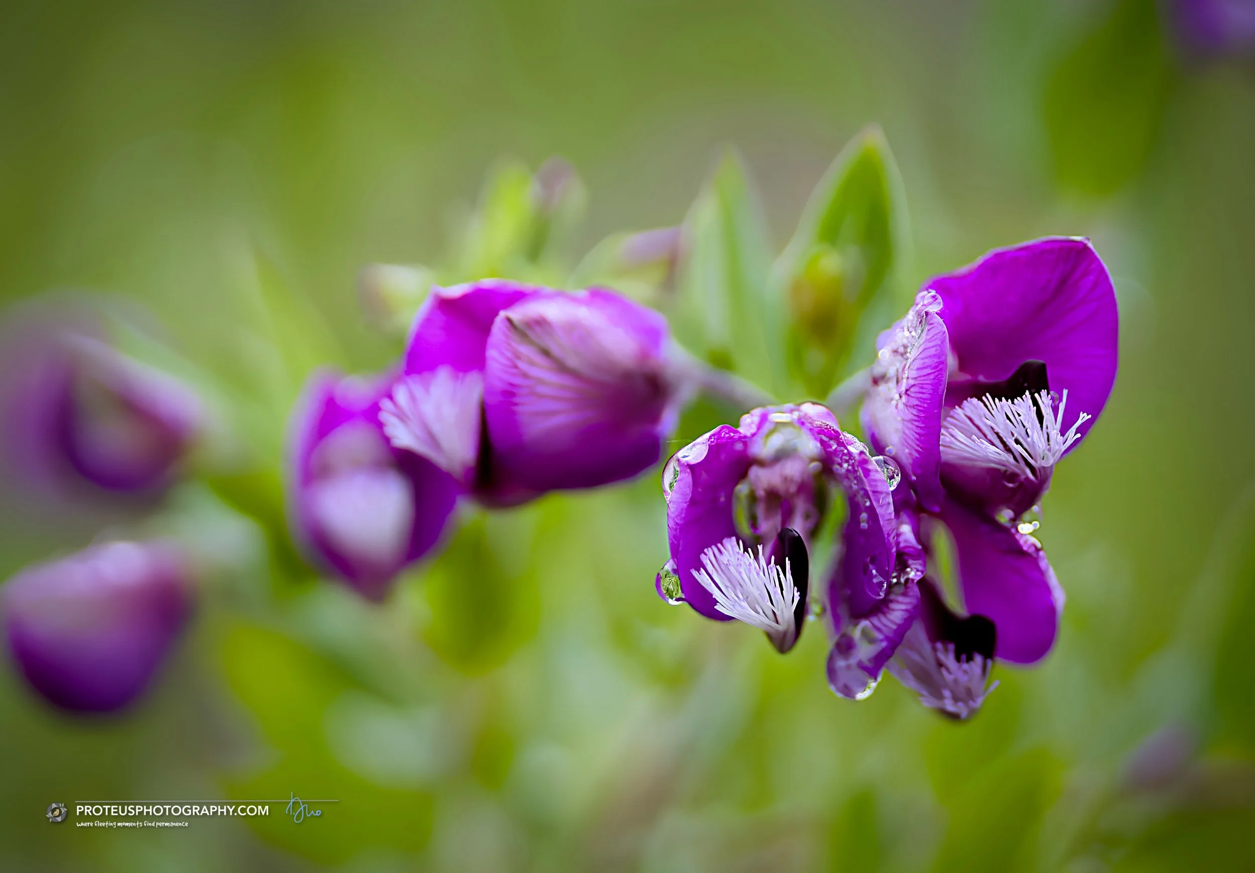 vibrant bloom with extravagantly fringed, brush-like tuft protruding from the center keel of the flower.  It is the myrtle-leaf milkwort or sweet pea shrub (Polygala myrtifolia)