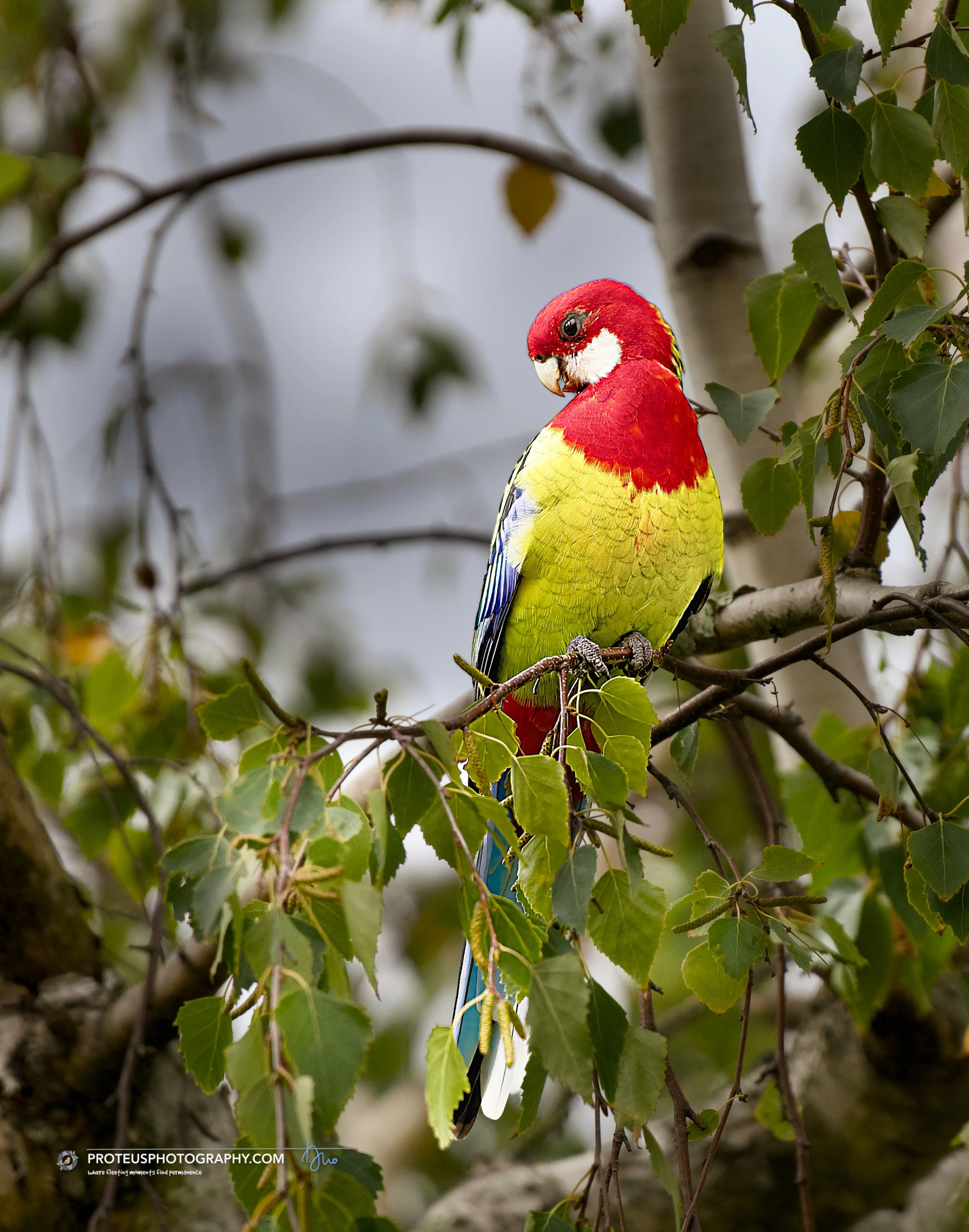  Eastern rosella (Platycercus eximius)
