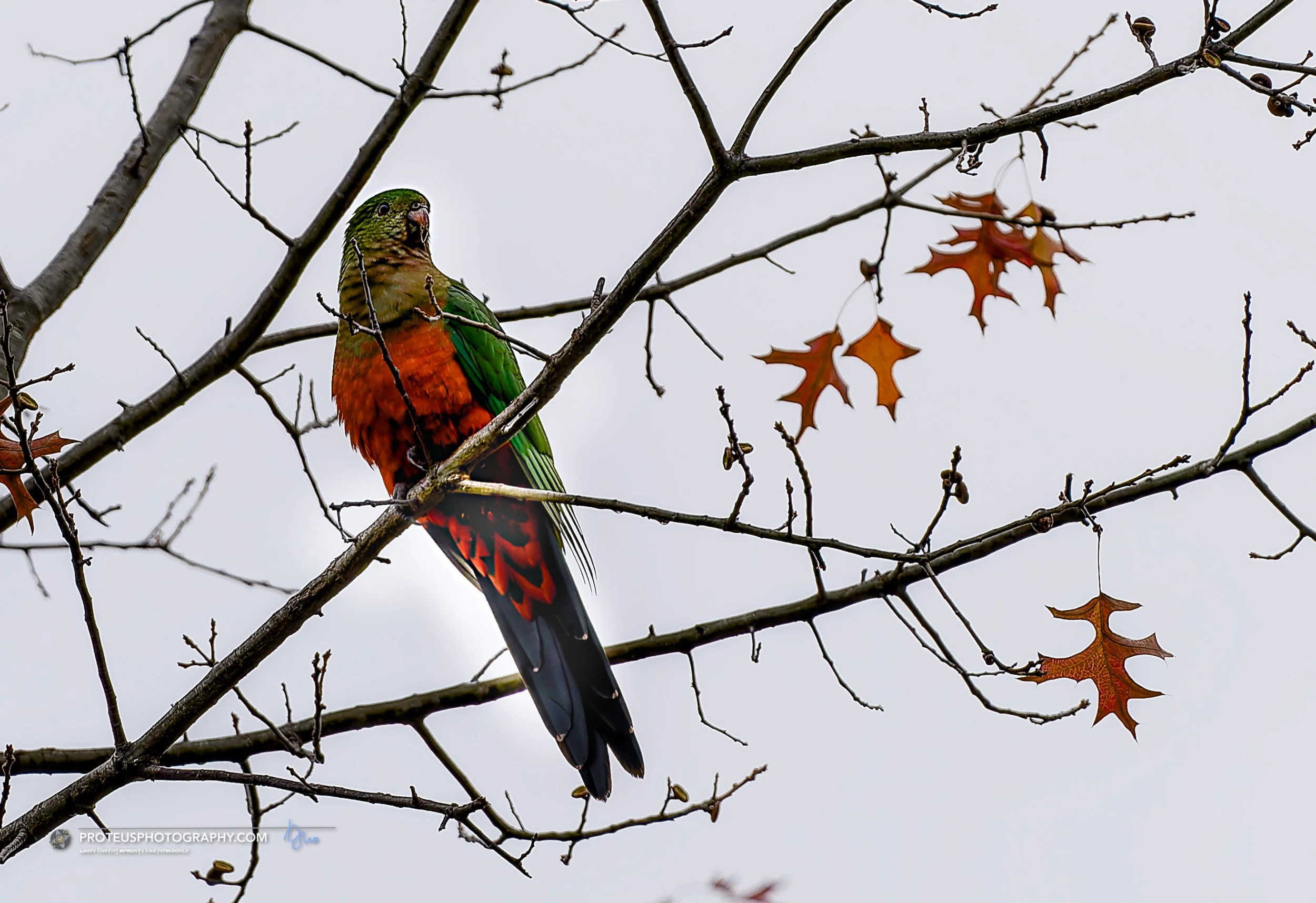 Australian king parrot (Alisterus scapularis) 
