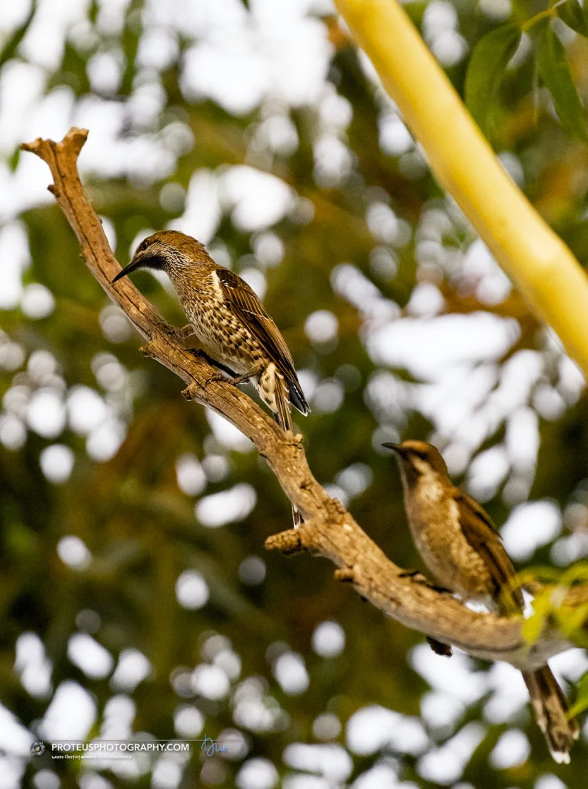 western wattlebird (anthochaera lunulata)