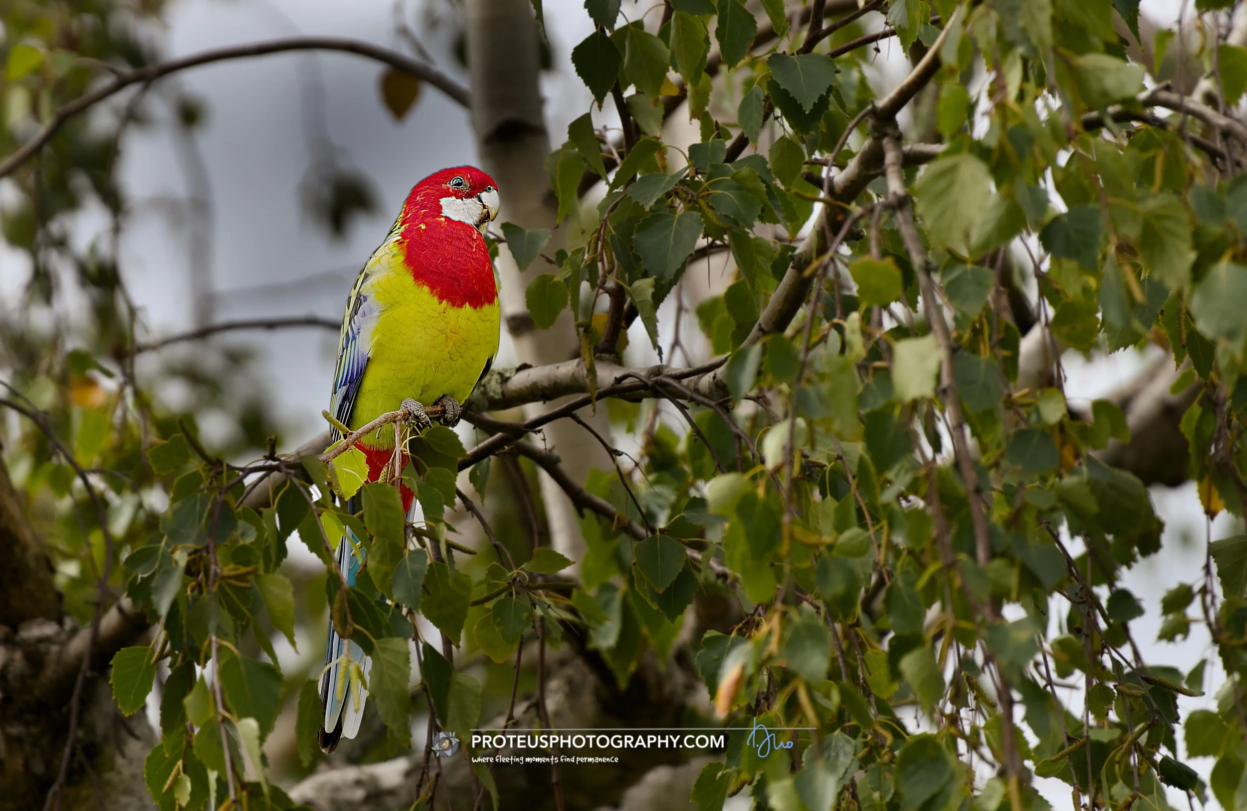  Eastern rosella (Platycercus eximius)